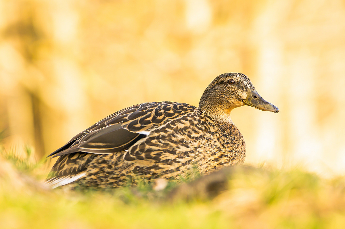 Sony Alpha DSLR-A580 + Sony 70-400mm F4-5.6 G SSM sample photo. ***duck / ente*** photography