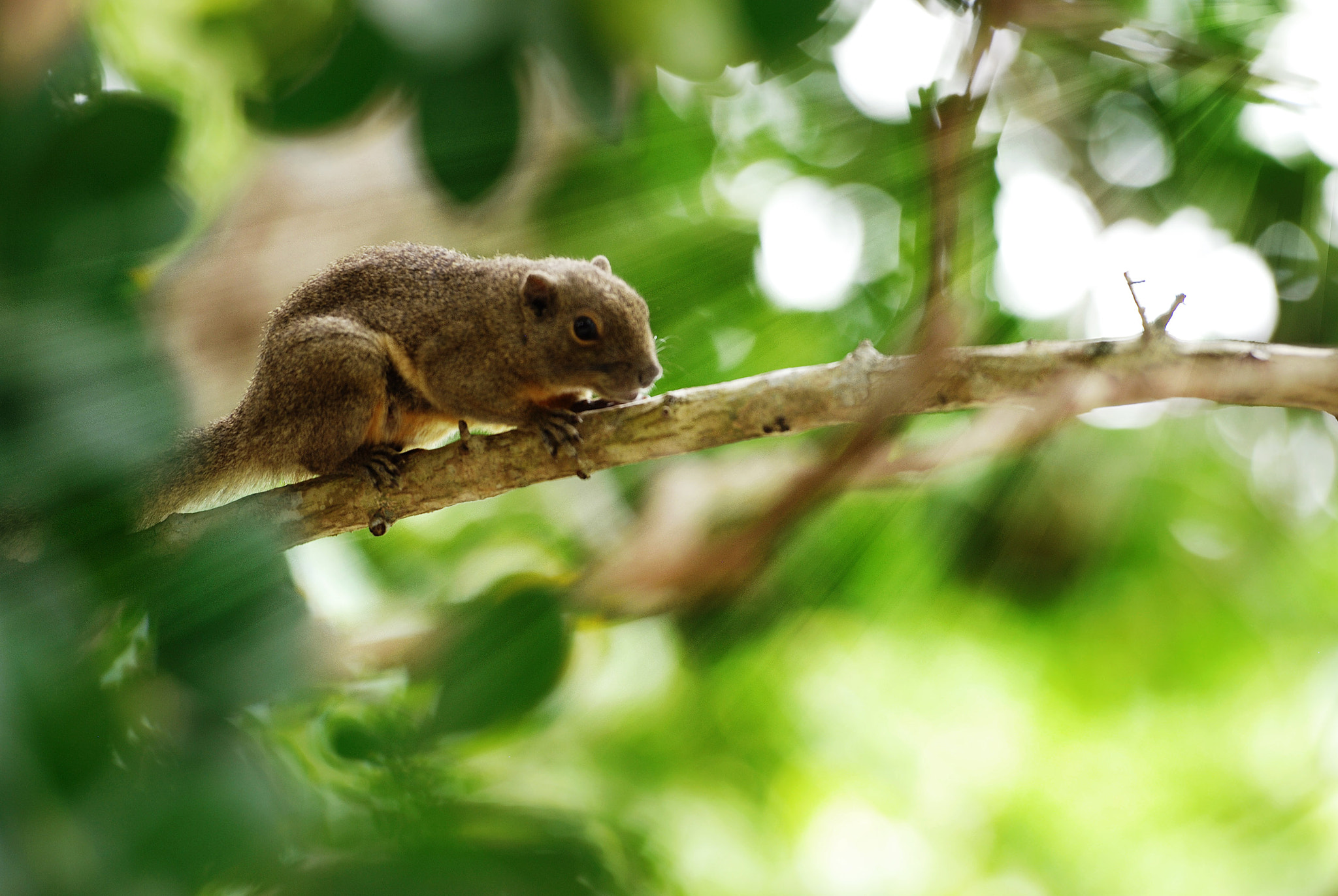 Nikon D80 sample photo. Nuts searching photography