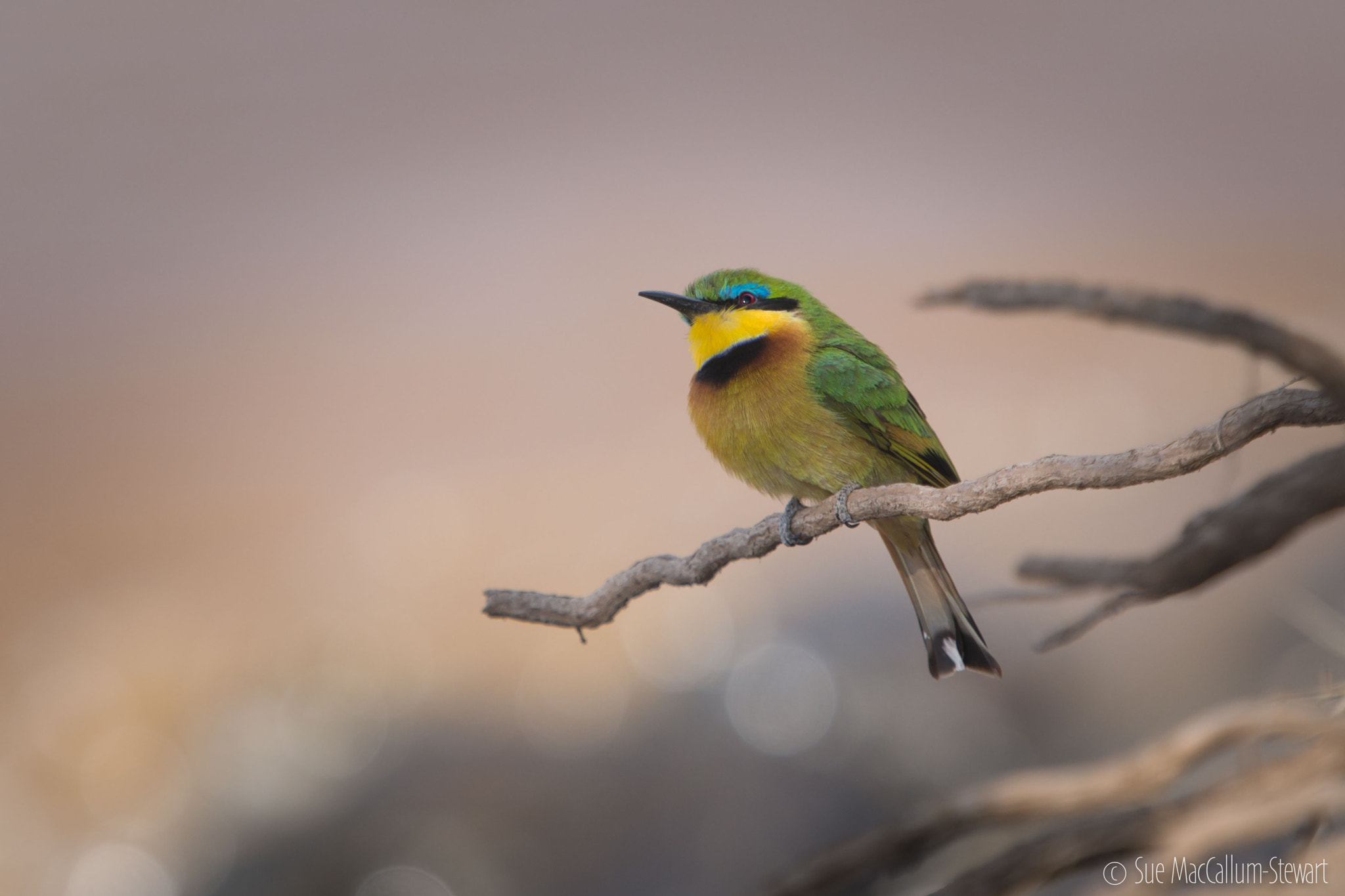 Olympus OM-D E-M5 + Olympus M.Zuiko Digital ED 40-150mm F2.8 Pro sample photo. Little bee-eater photography