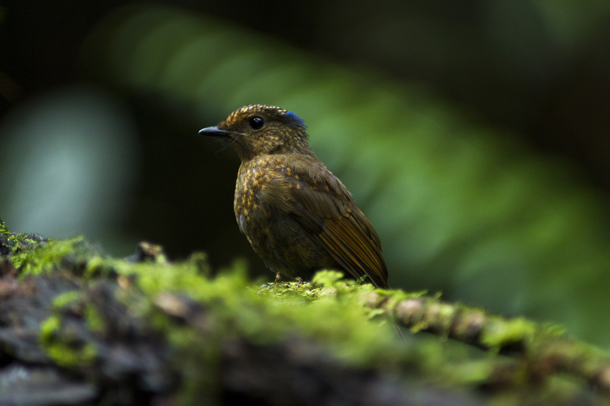 Canon EF 400mm f/2.8L sample photo. Large niltava juvenile (female) photography