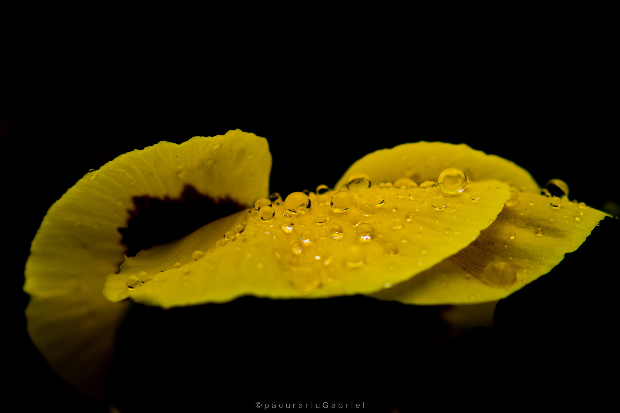 Canon EF 24-105mm F3.5-5.6 IS STM sample photo. Wett yelow photography
