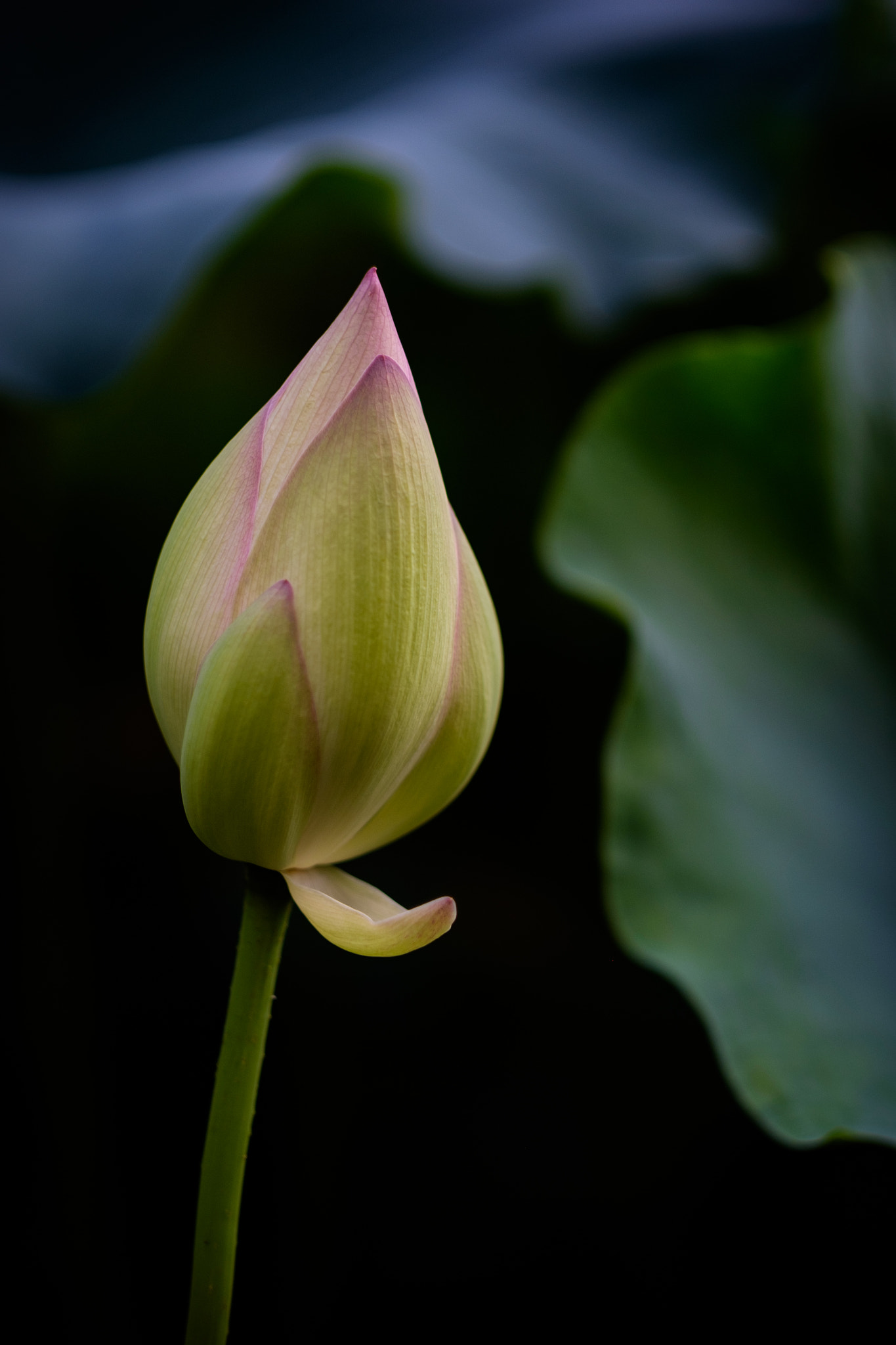 Fujifilm X-E2 + Fujifilm XF 56mm F1.2 R APD sample photo. Lotus rising photography