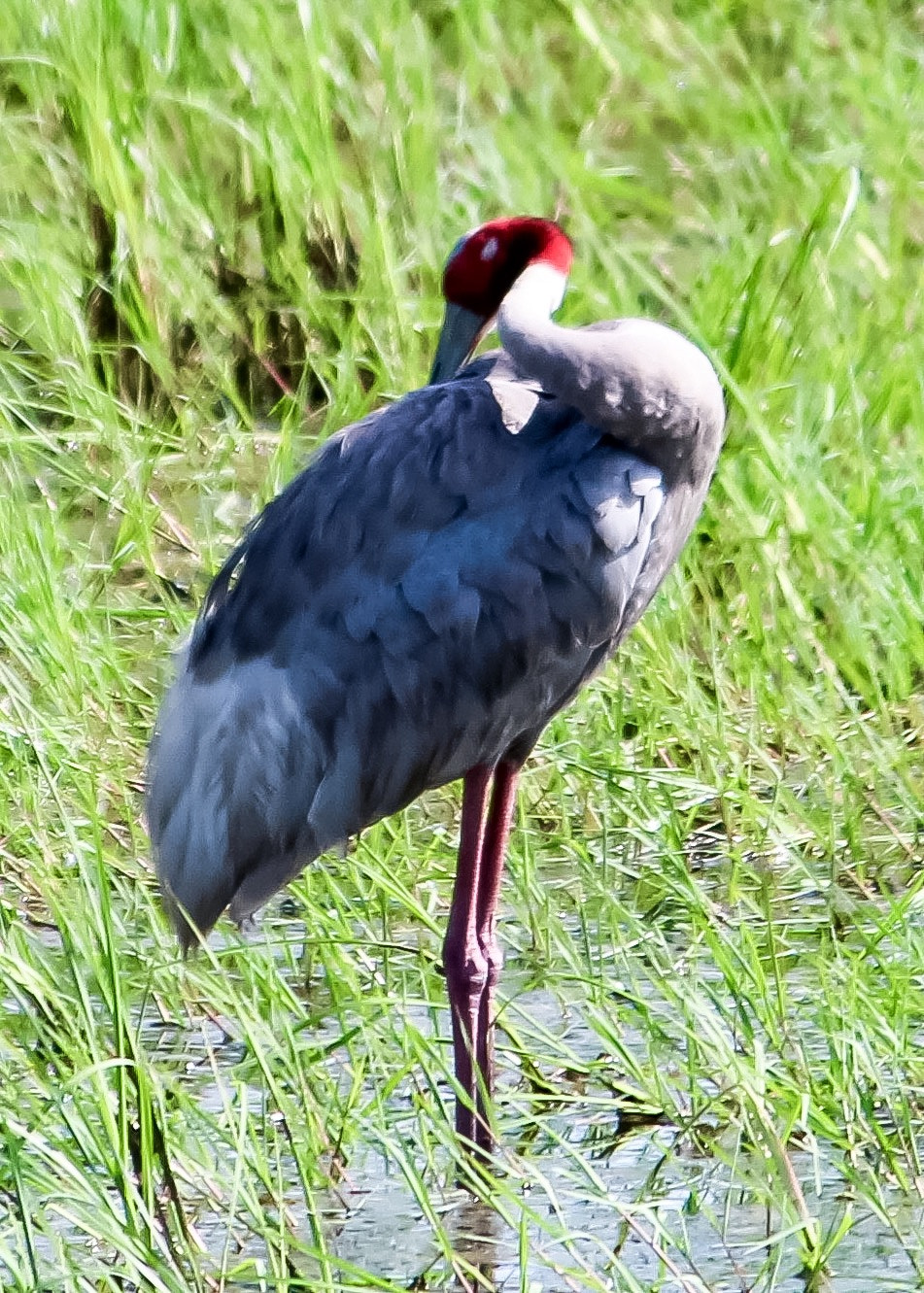 Canon EF-S 55-250mm F4-5.6 IS II sample photo. Heron photography