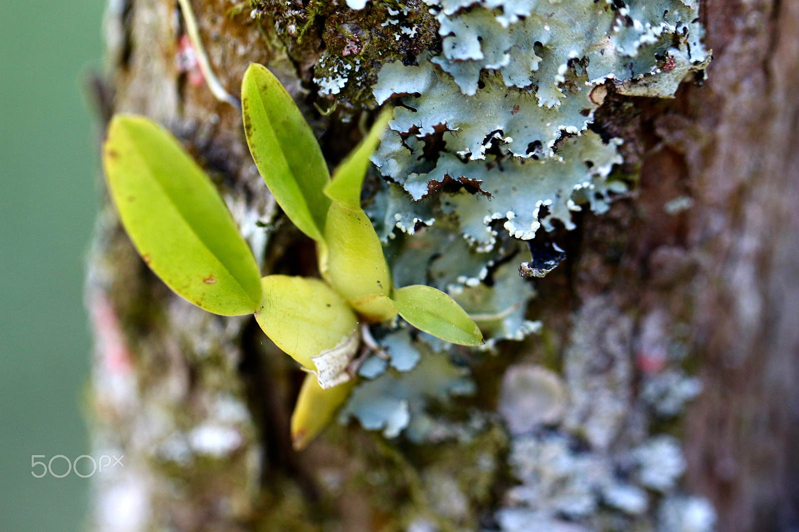 Canon EF 100mm F2.8L Macro IS USM sample photo. Parasites photography