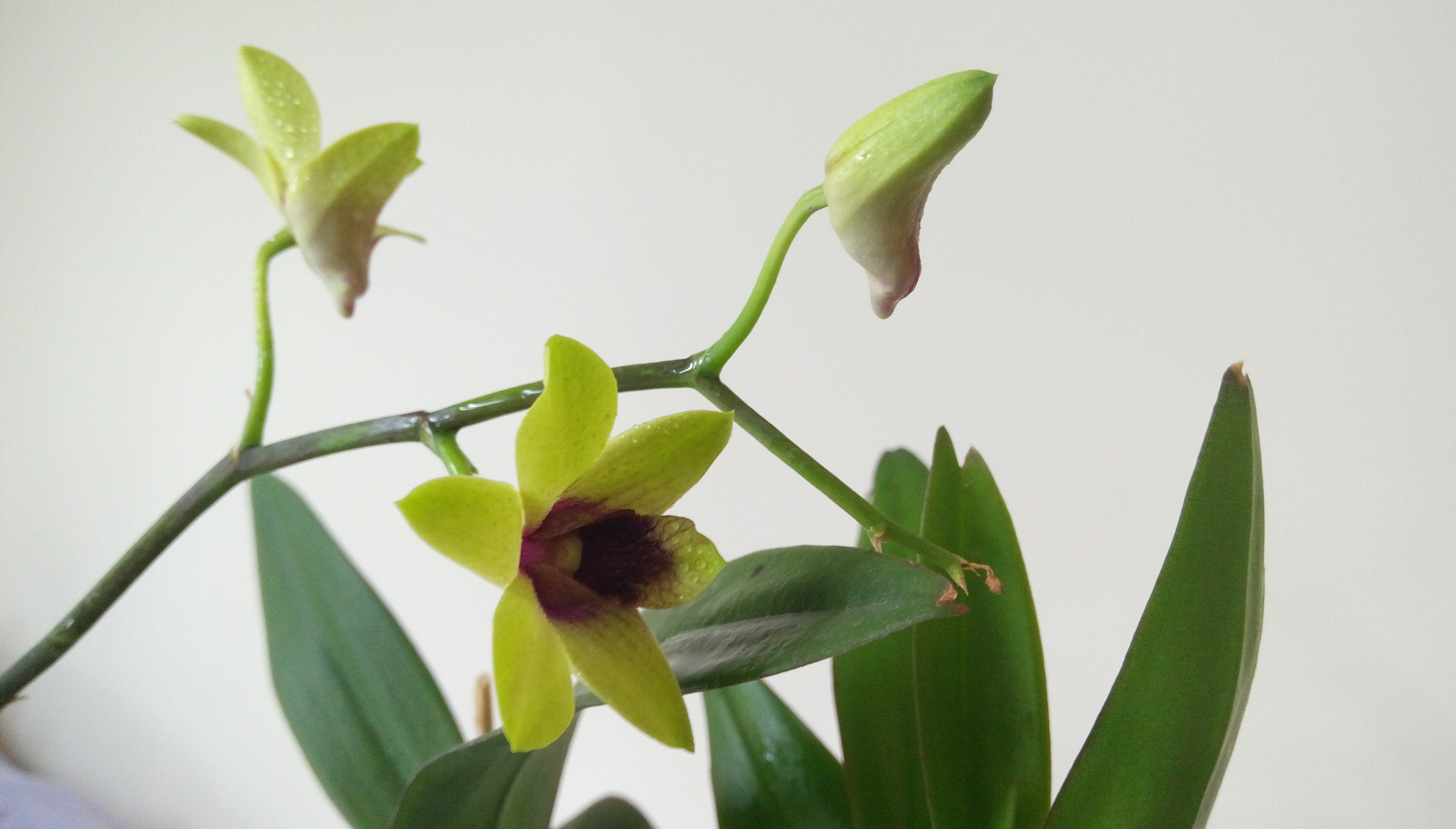 HTC DESIRE 728G DUAL SIM sample photo. Dendrobium photography