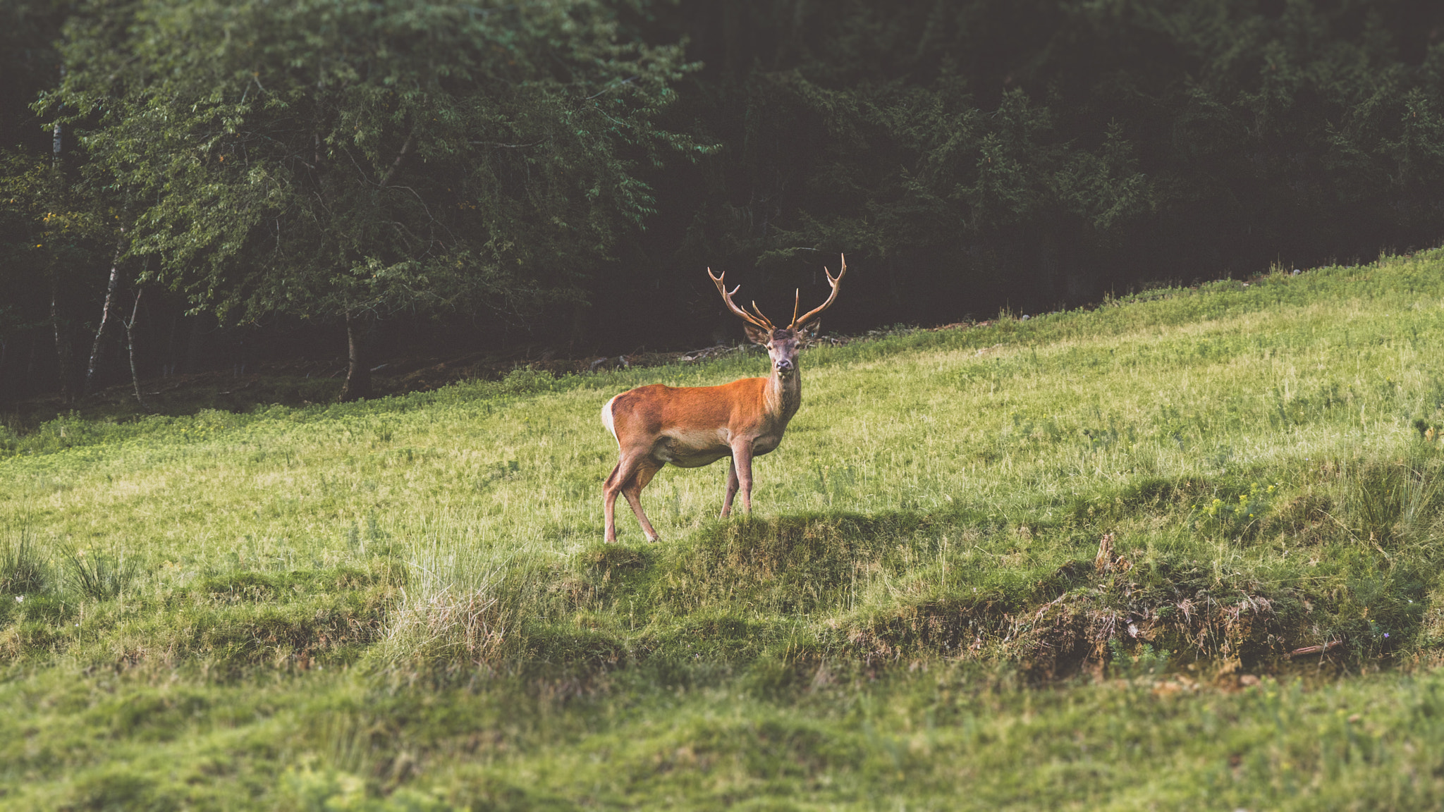 Sony a7S + Sony FE 28-70mm F3.5-5.6 OSS sample photo. The real jägermeister photography