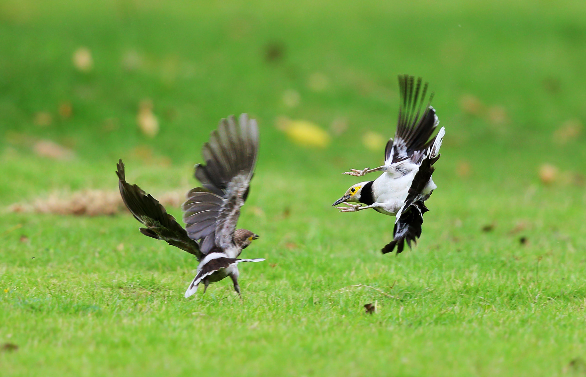 Canon EF 300mm F2.8L IS II USM sample photo. Occurred on the grass photography