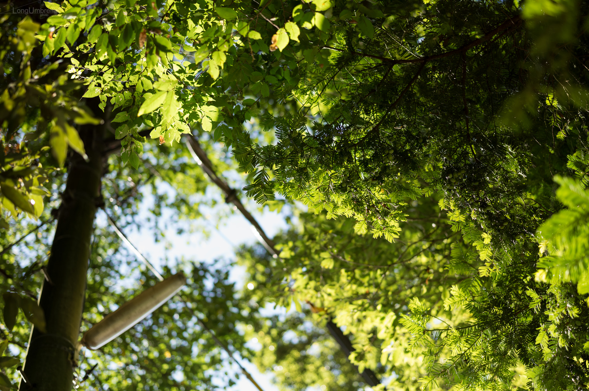 Leica S (TYP 006) + Summarit-S 70 sample photo. Through foliage photography