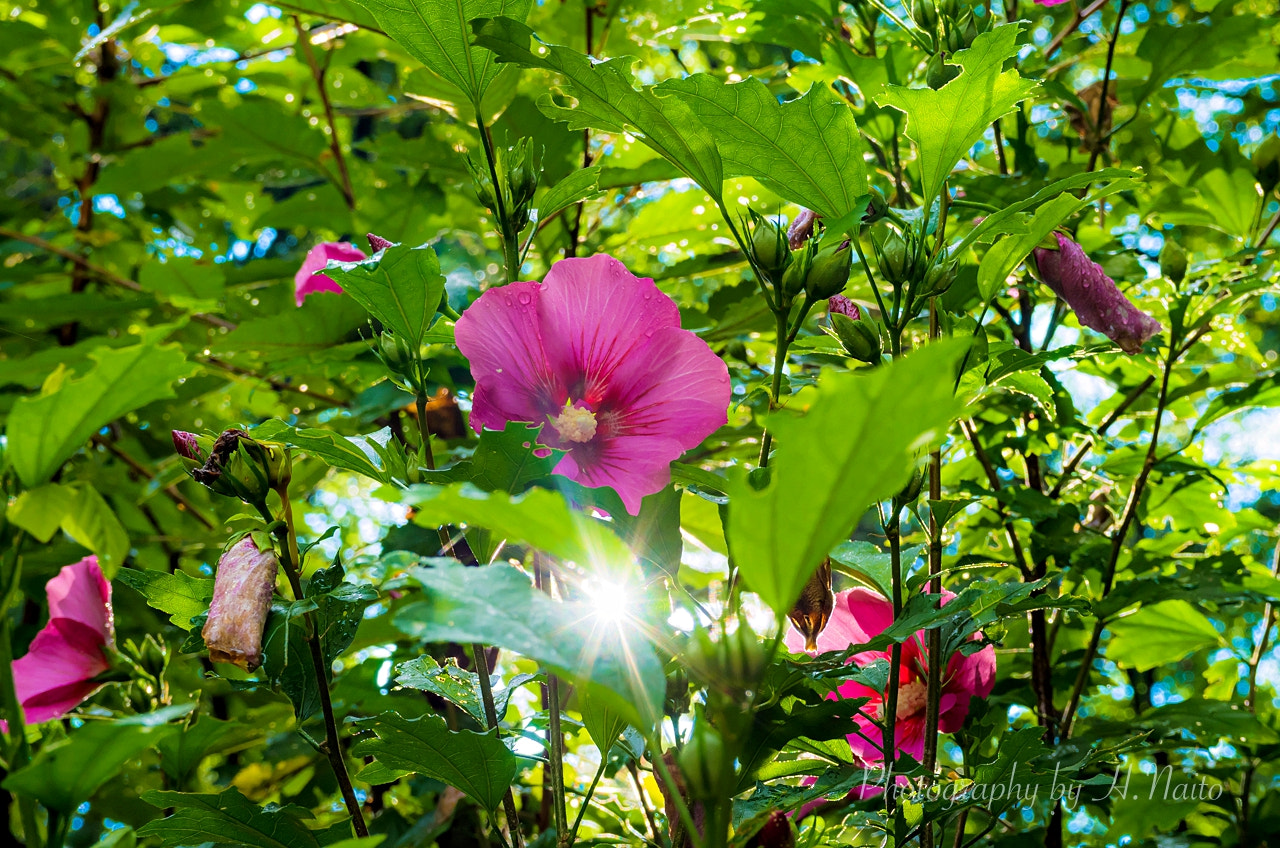 Ricoh GXR A16 sample photo. Cotton rosemallow photography