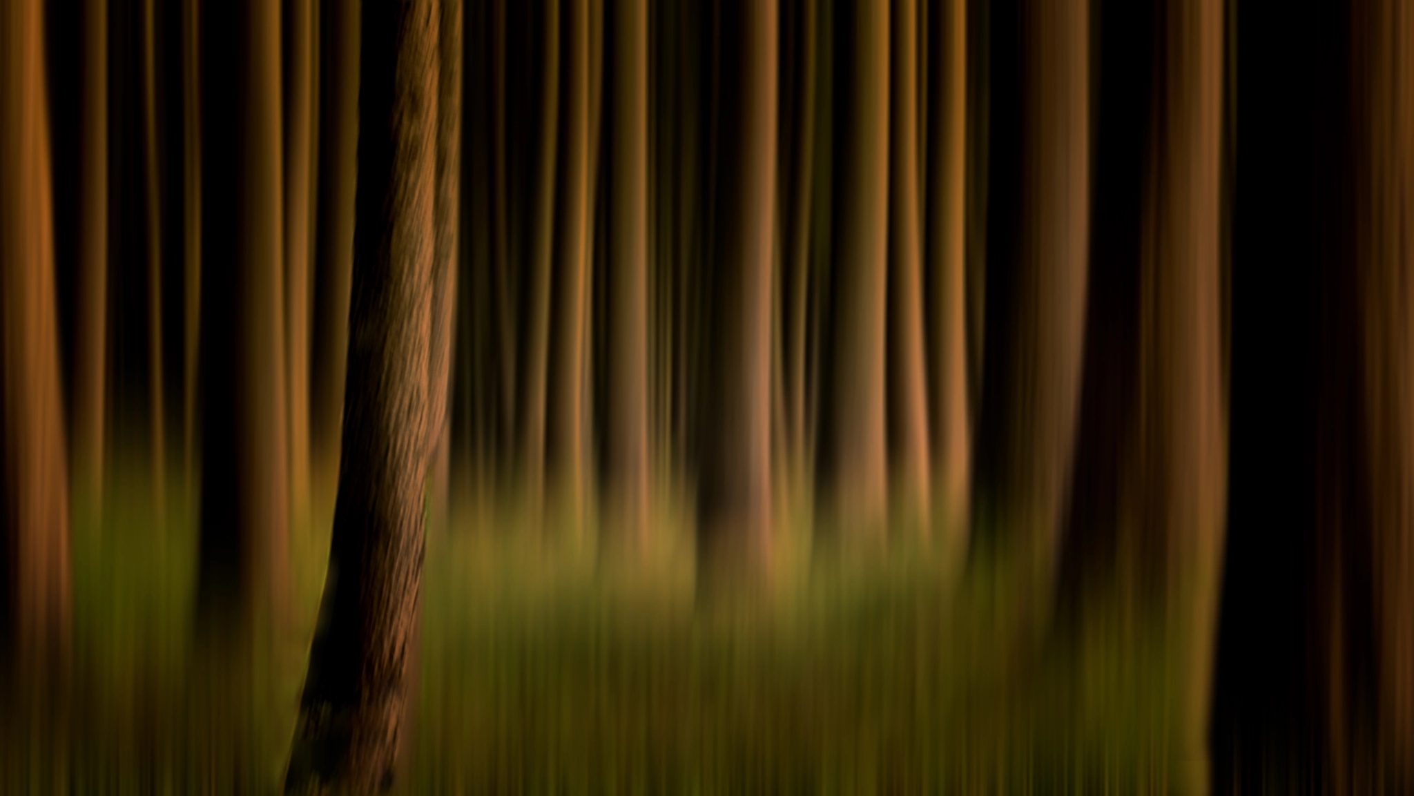 Panasonic Lumix DMC-ZS5 (Lumix DMC-TZ8) sample photo. En el bosque photography