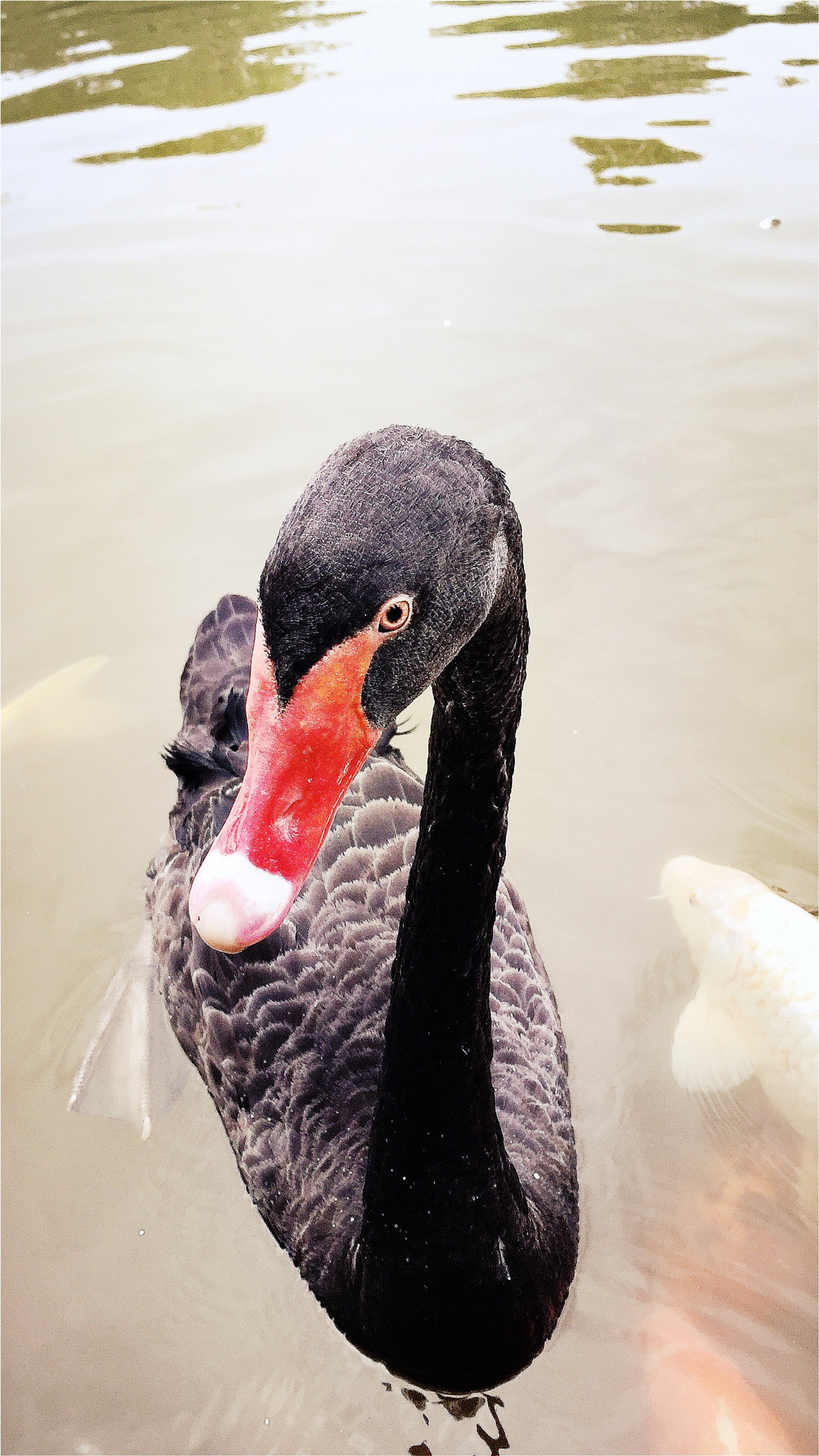 Hipstamatic 314 sample photo. Black swan #2 photography