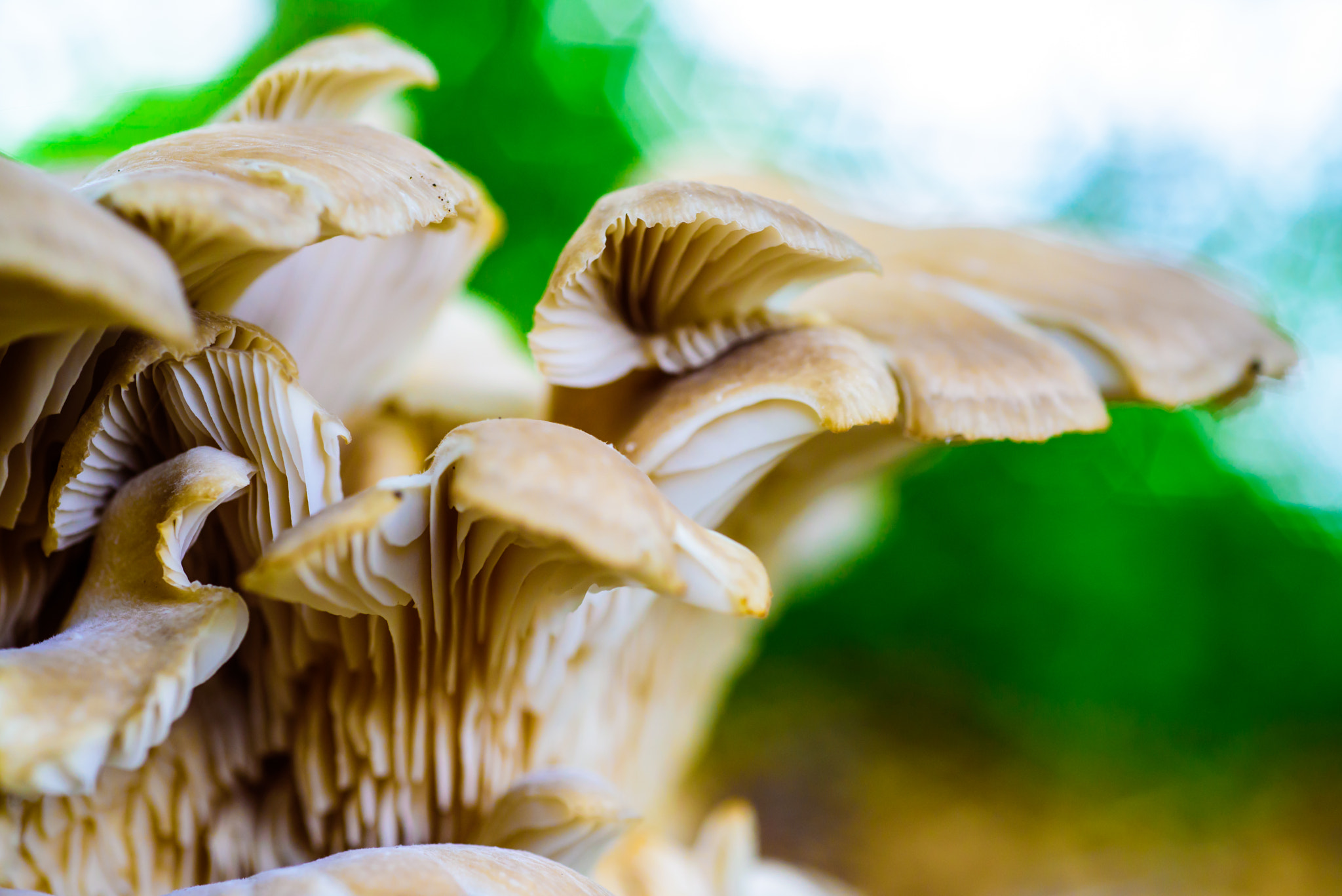 Nikon D750 + AF Micro-Nikkor 60mm f/2.8 sample photo. Mushrooms photography