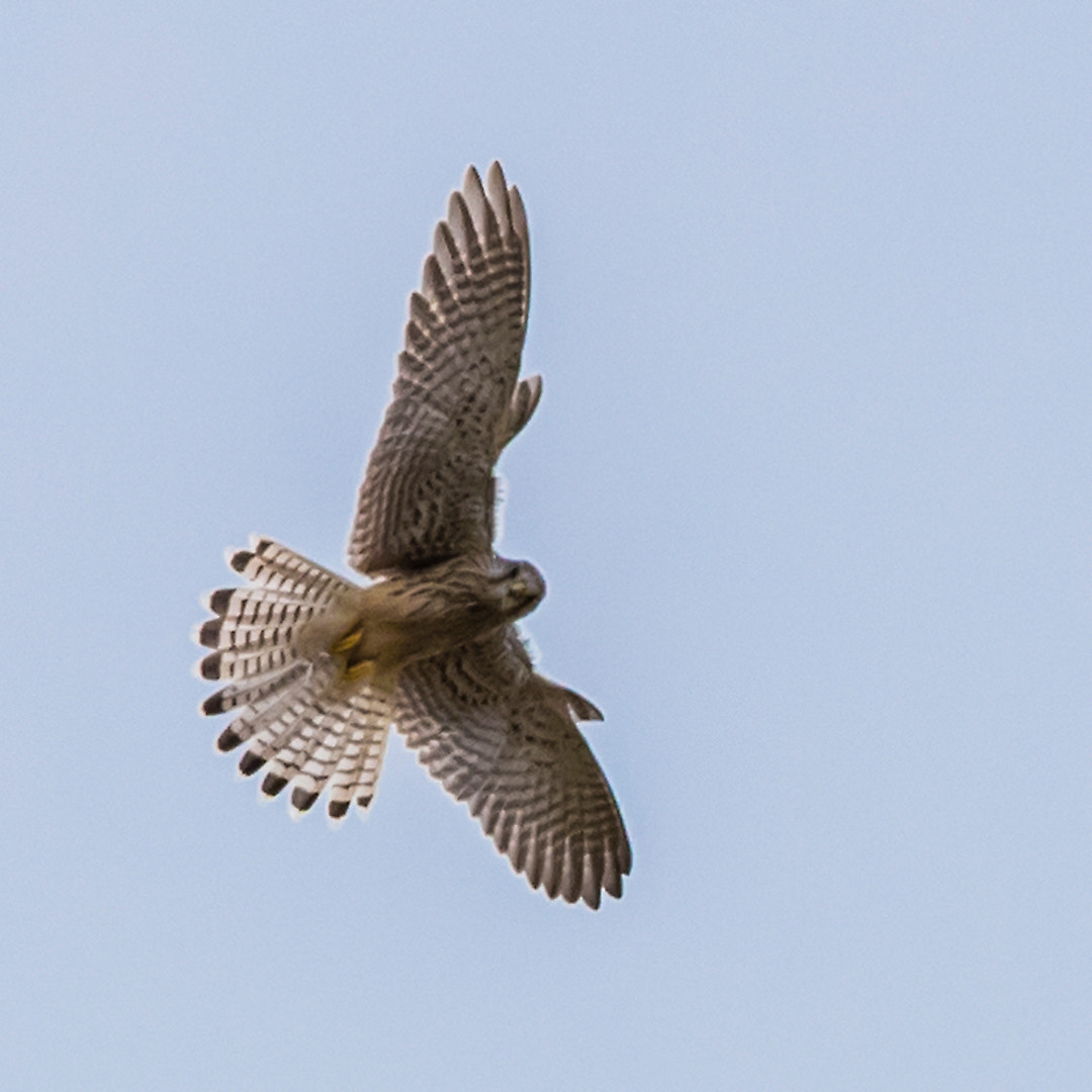 Canon EOS-1D X Mark II sample photo. Peregrine falcon staring at me photography