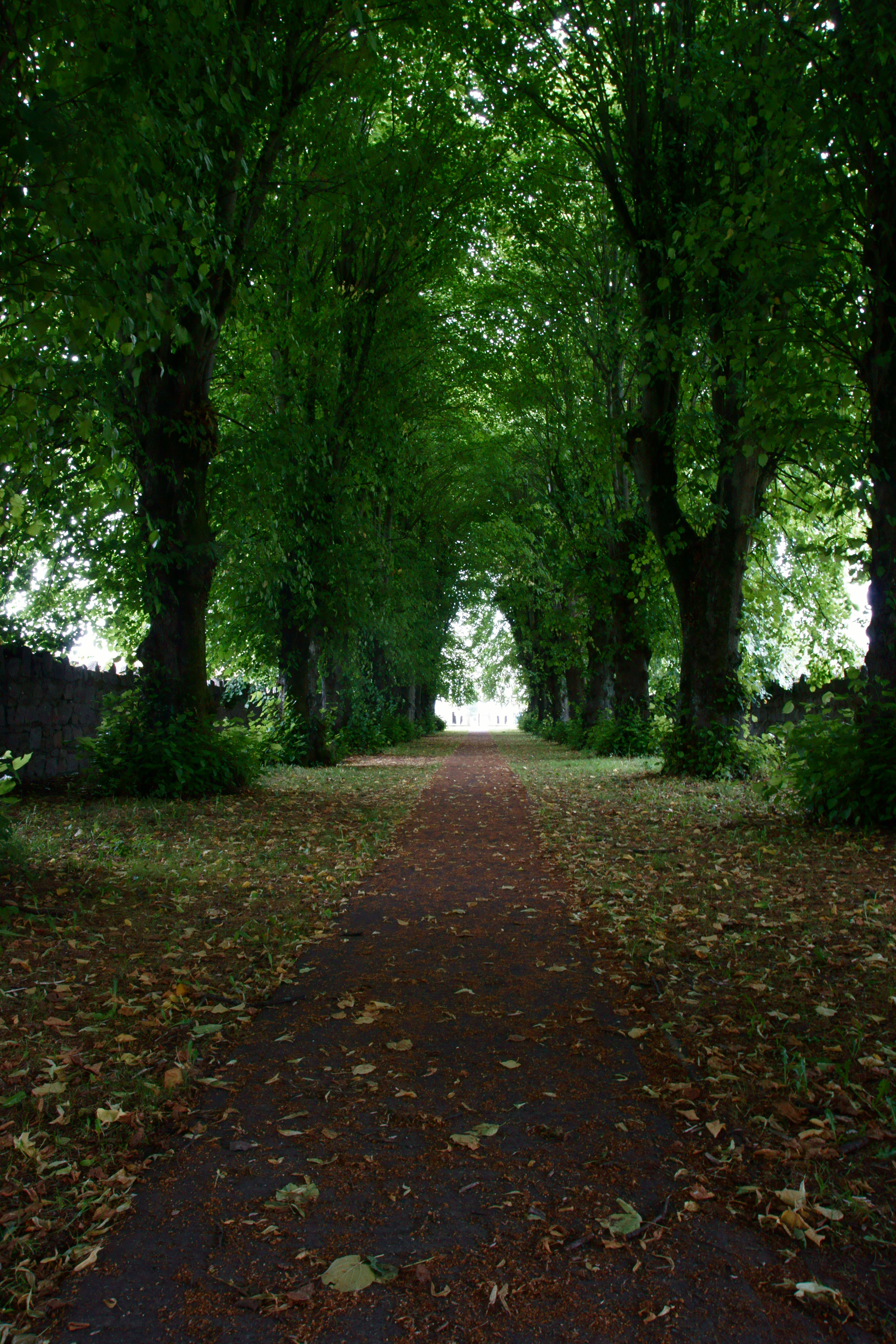 Sony SLT-A77 sample photo. Path photography