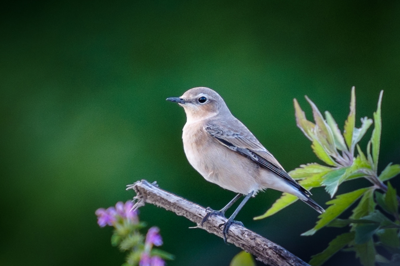 Fujifilm XF 100-400mm F4.5-5.6 R LM OIS WR sample photo. A wheatear photography