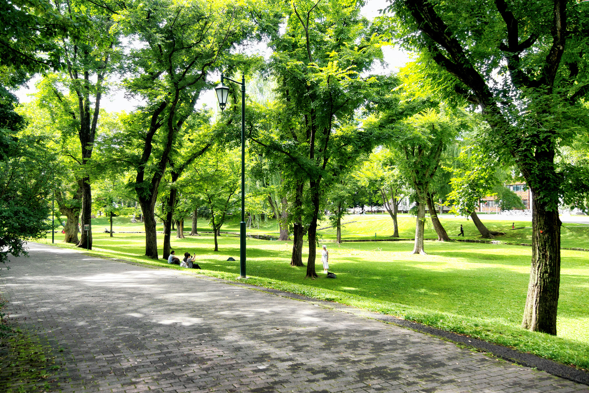 Olympus PEN E-P5 sample photo. Hokkaido university photography