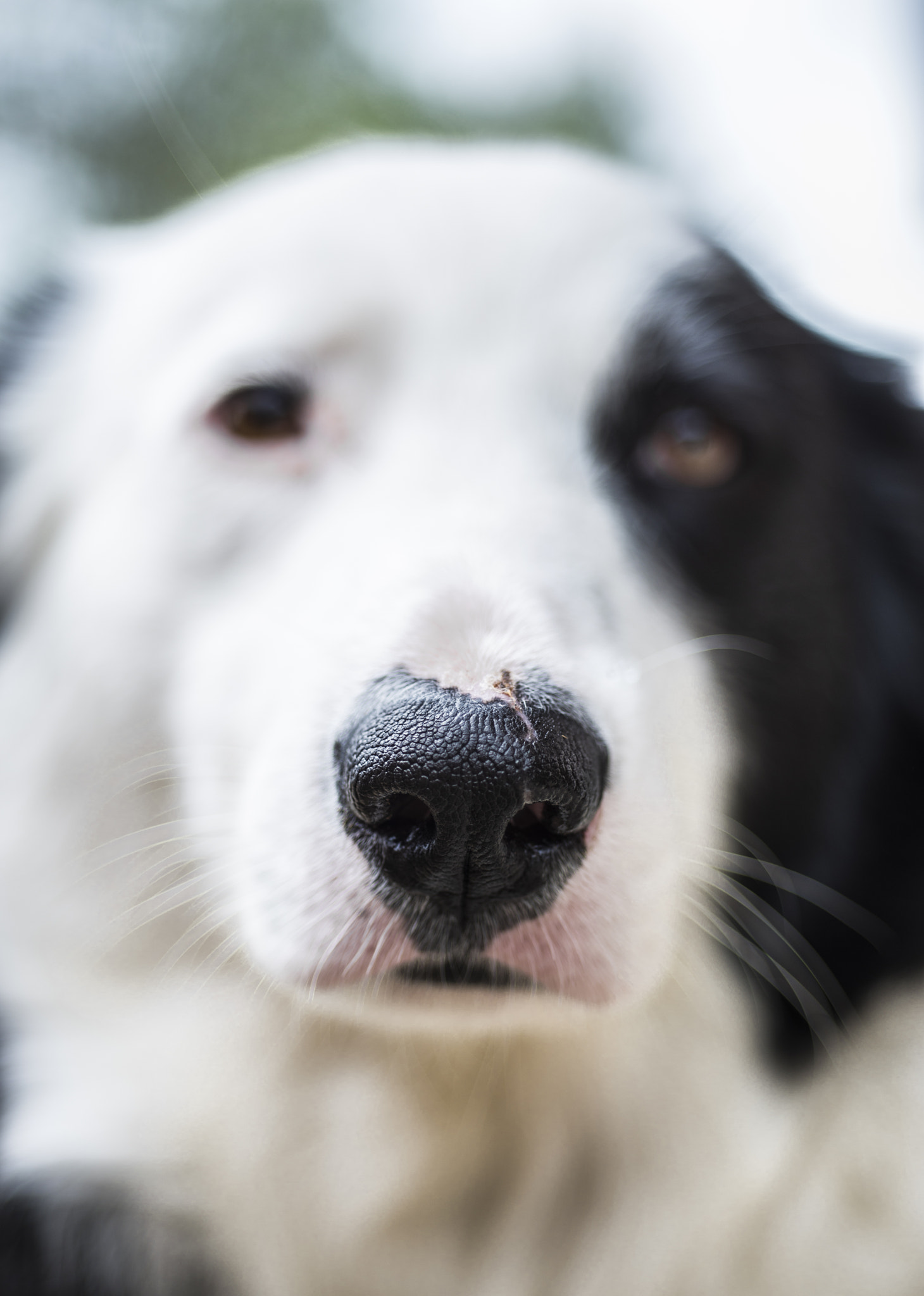 Nikon D610 + Nikon AF Micro-Nikkor 60mm F2.8D sample photo. Penna photography