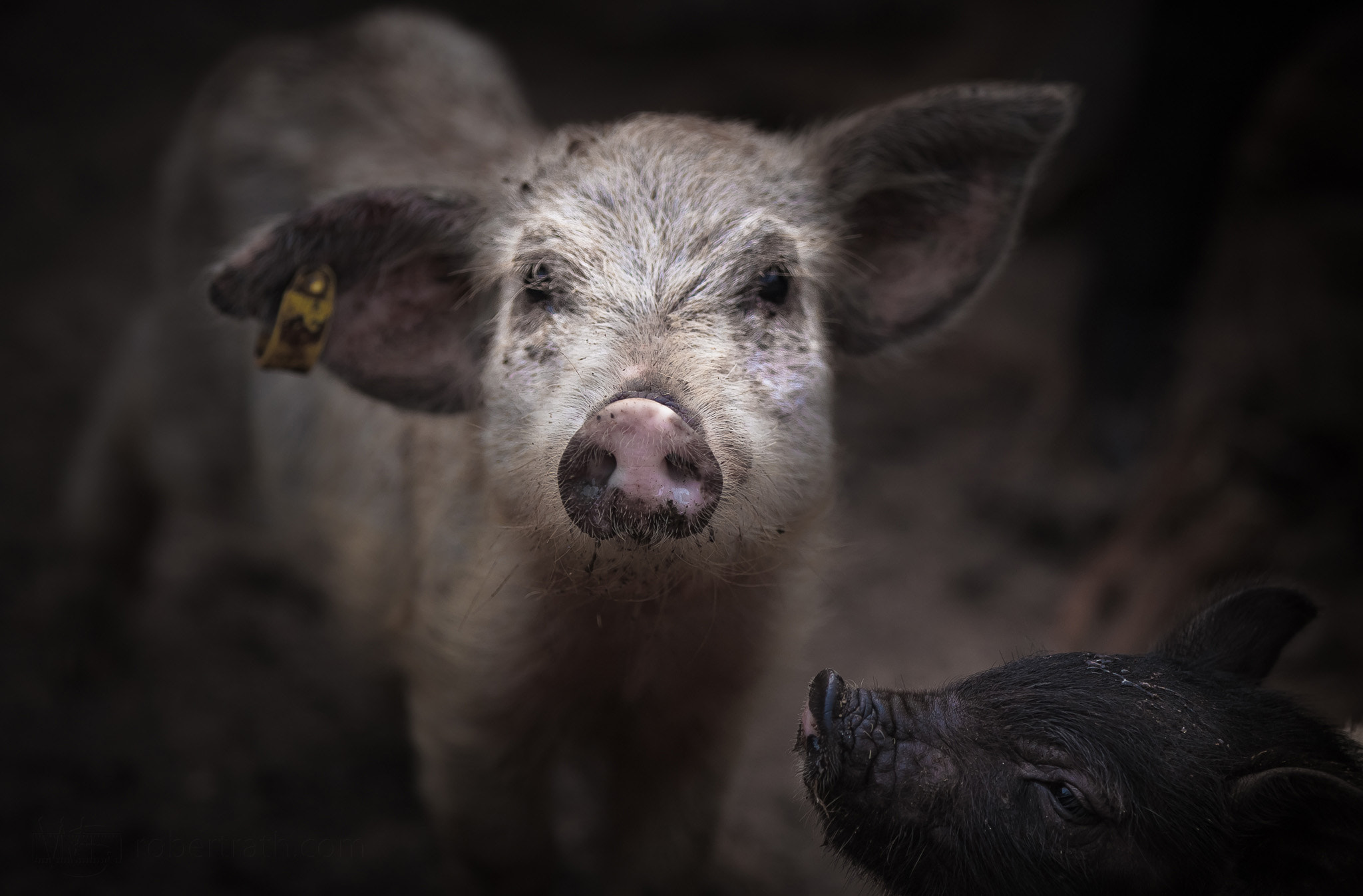 Canon EOS 50D sample photo. This little piggy photography