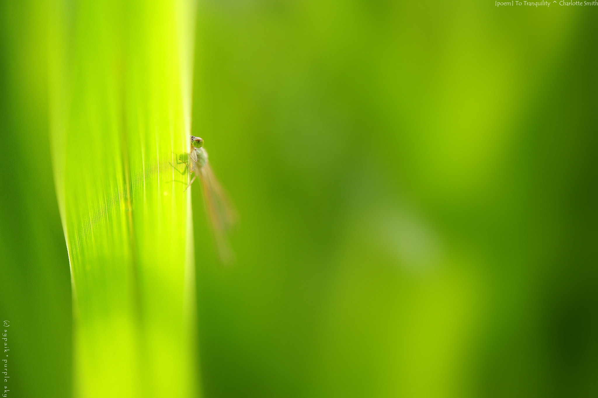 Nikon AF-S Micro-Nikkor 60mm F2.8G ED sample photo. To tranquility ii photography