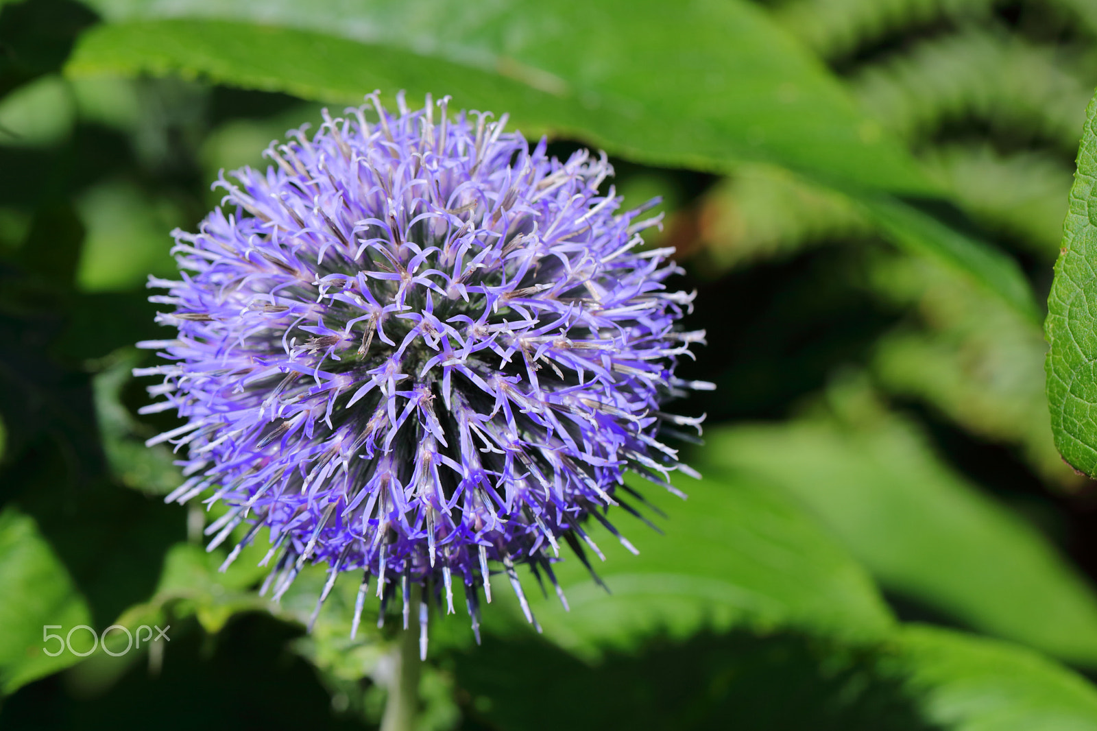 Canon EF 100mm F2.8L Macro IS USM sample photo. Giant onion photography