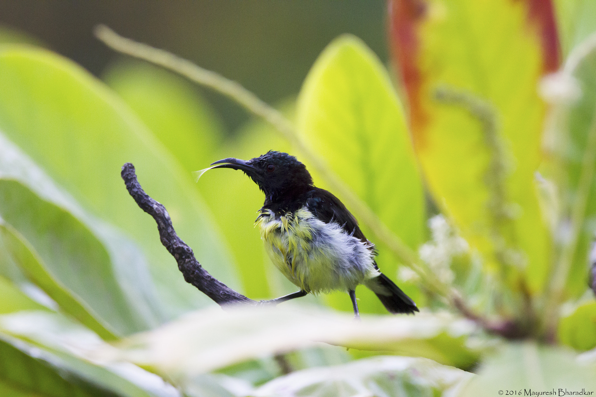 150-600mm F5-6.3 DG OS HSM | Contemporary 015 sample photo. Purple-rumped sunbird photography