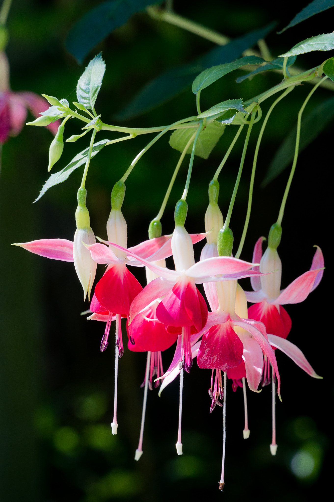 Sony Alpha NEX-6 + Sony E PZ 18-105mm F4 G OSS sample photo. Fuchsia iii photography
