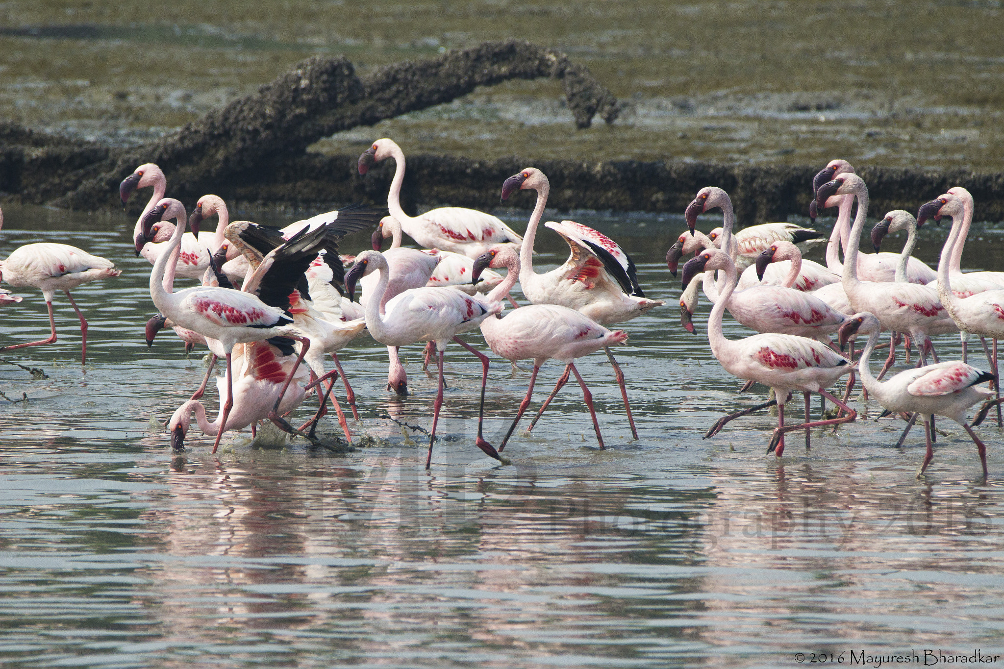 150-600mm F5-6.3 DG OS HSM | Contemporary 015 sample photo. Lesser flamingo photography