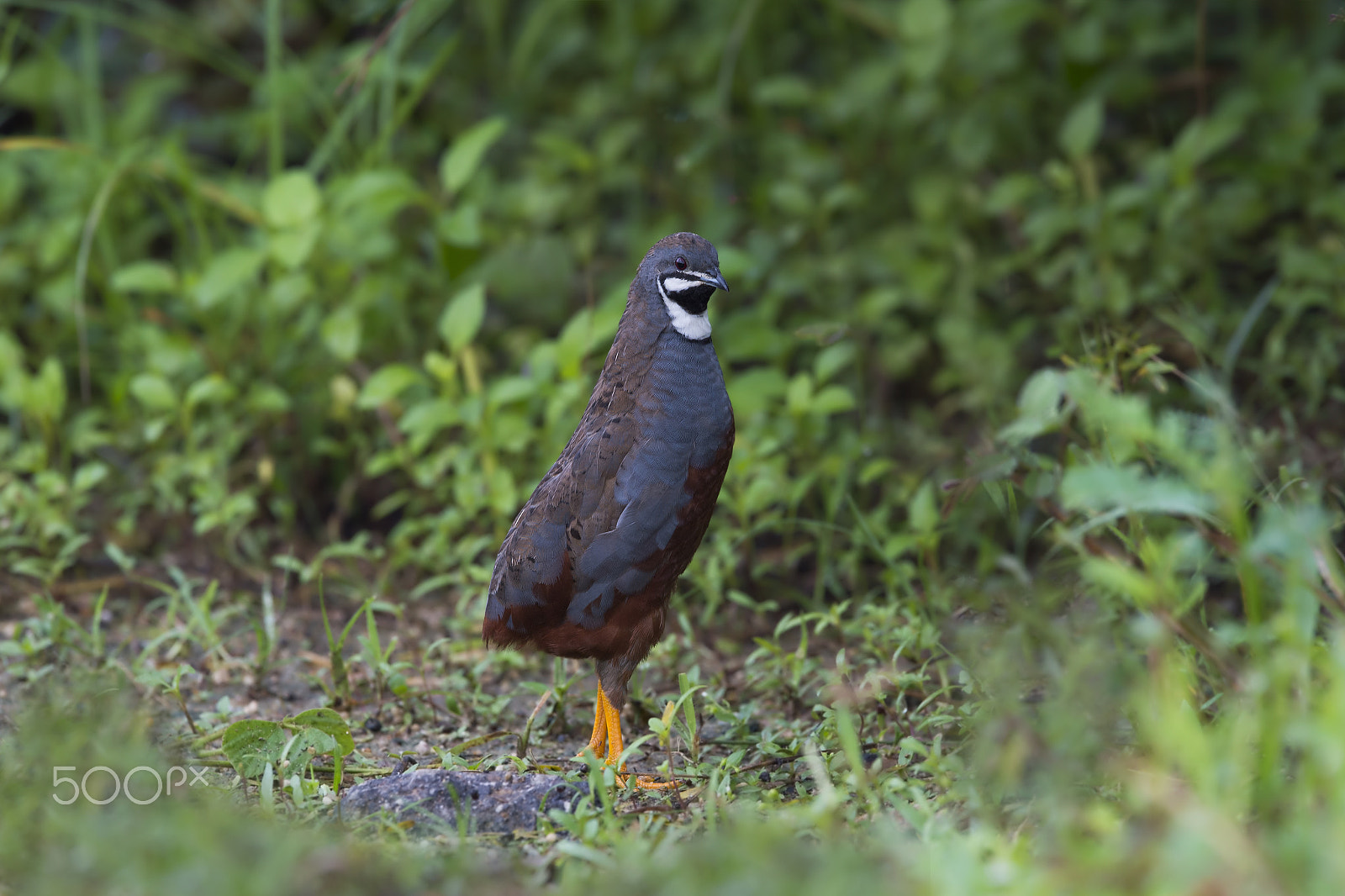 Nikon AF-S Nikkor 600mm F4E FL ED VR sample photo. King quail (m) photography