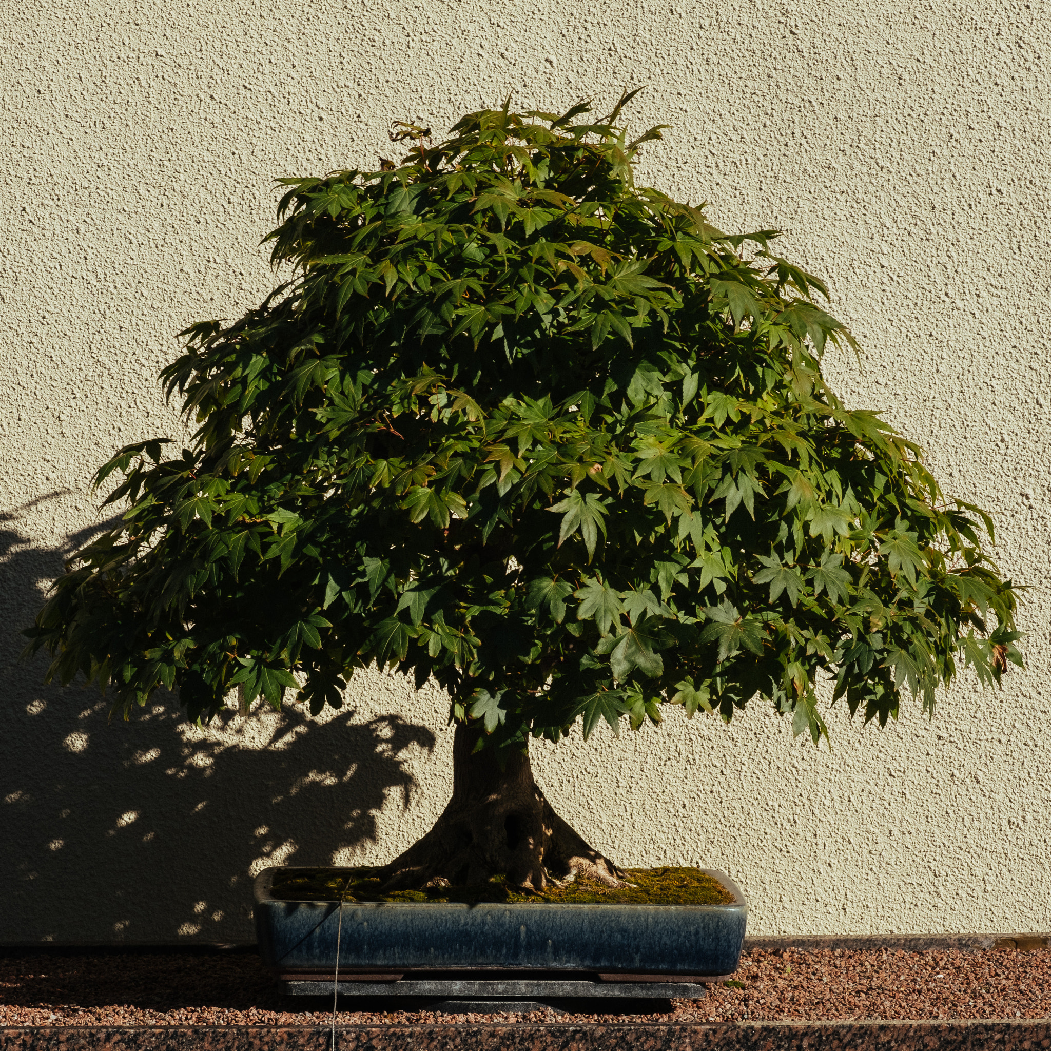Fujifilm X-Pro2 + Fujifilm XF 60mm F2.4 R Macro sample photo. Triangle tree photography