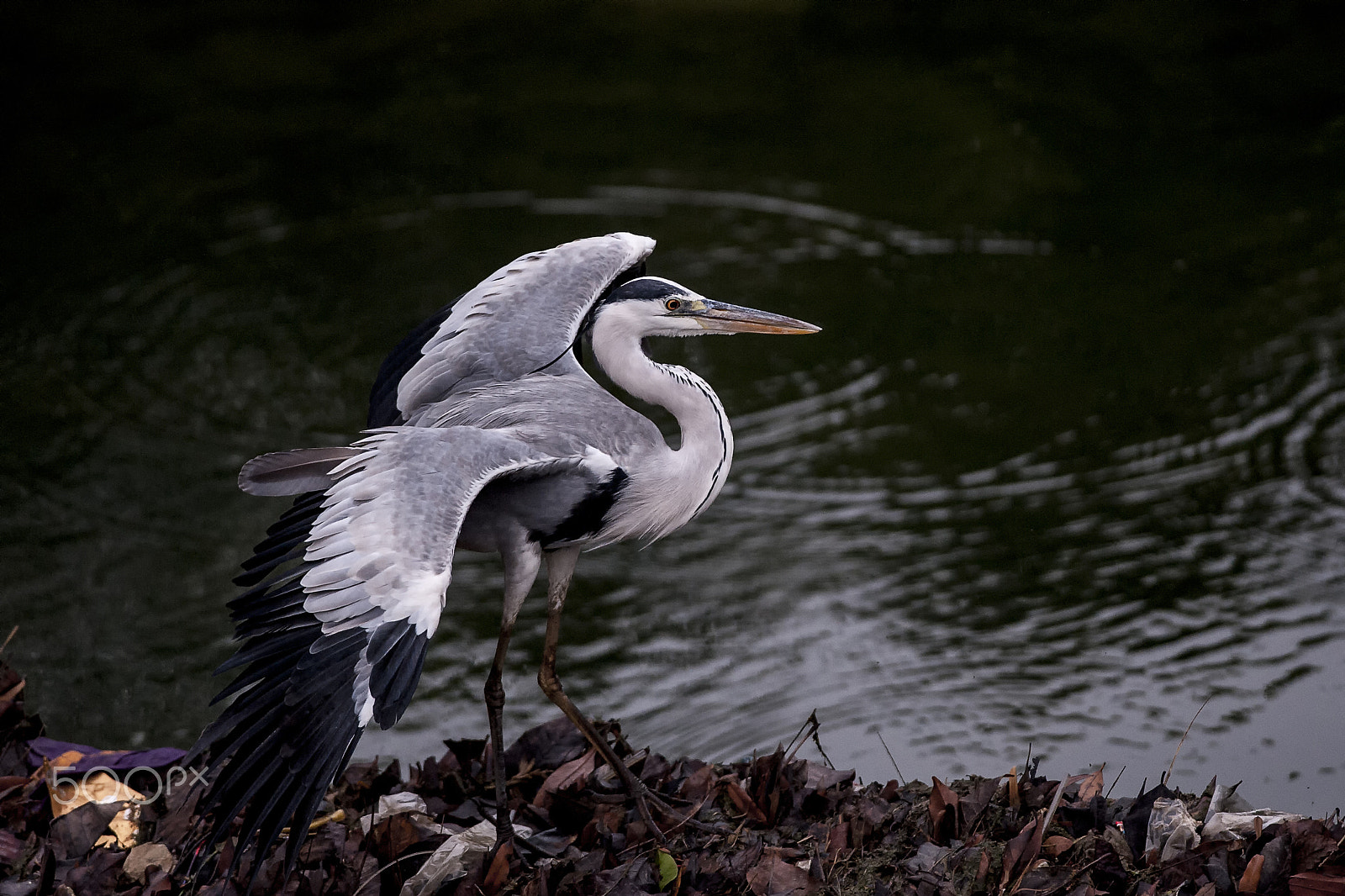 Nikon AF-S Nikkor 300mm F4D ED-IF sample photo. Grey heron photography