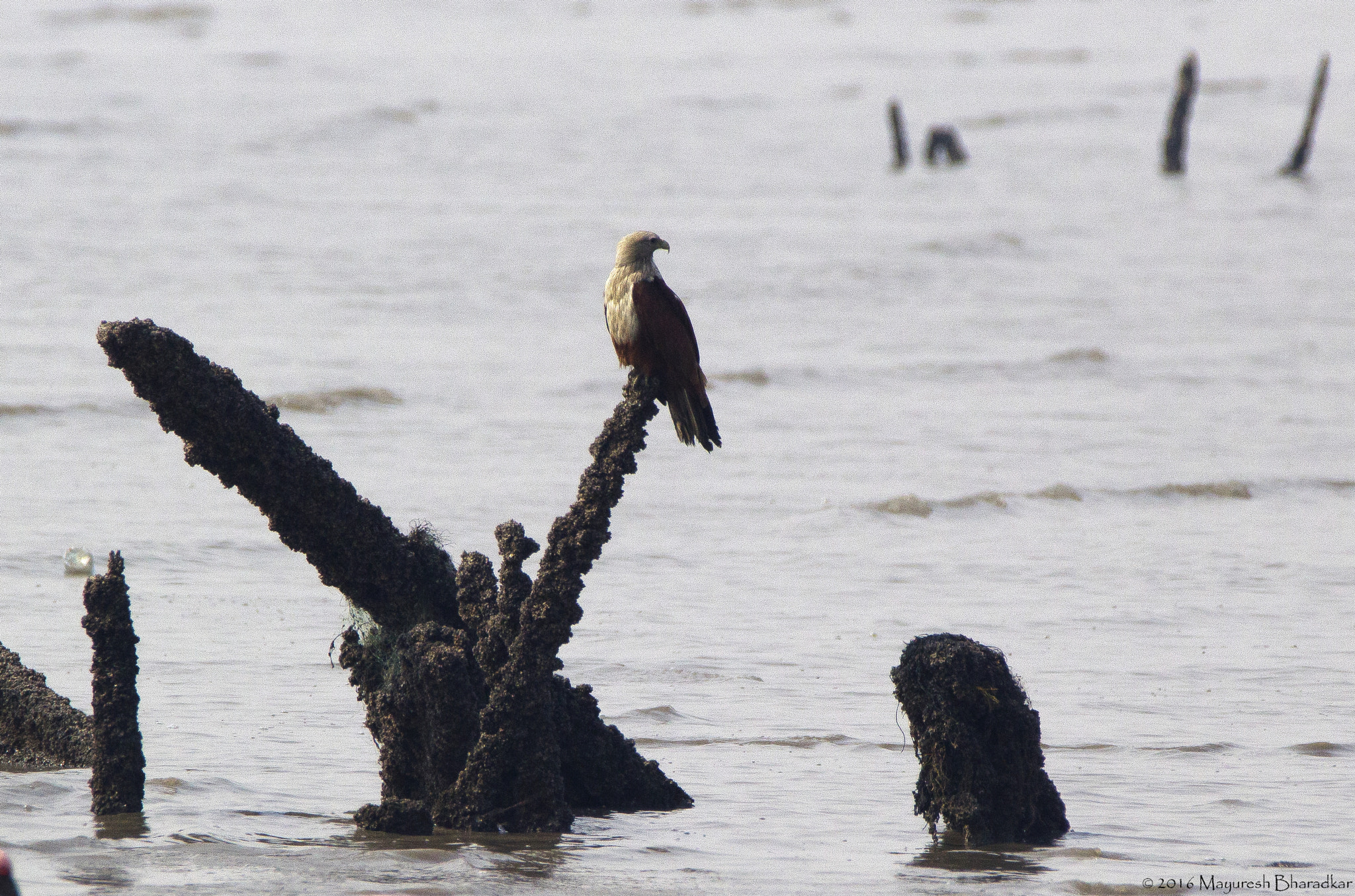 150-600mm F5-6.3 DG OS HSM | Contemporary 015 sample photo. Brahminy kite photography