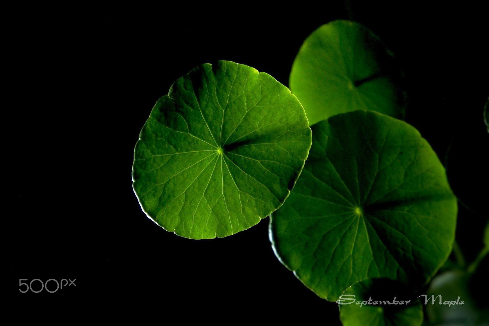 Sony NEX-5C sample photo. 灯下铜钱草 photography