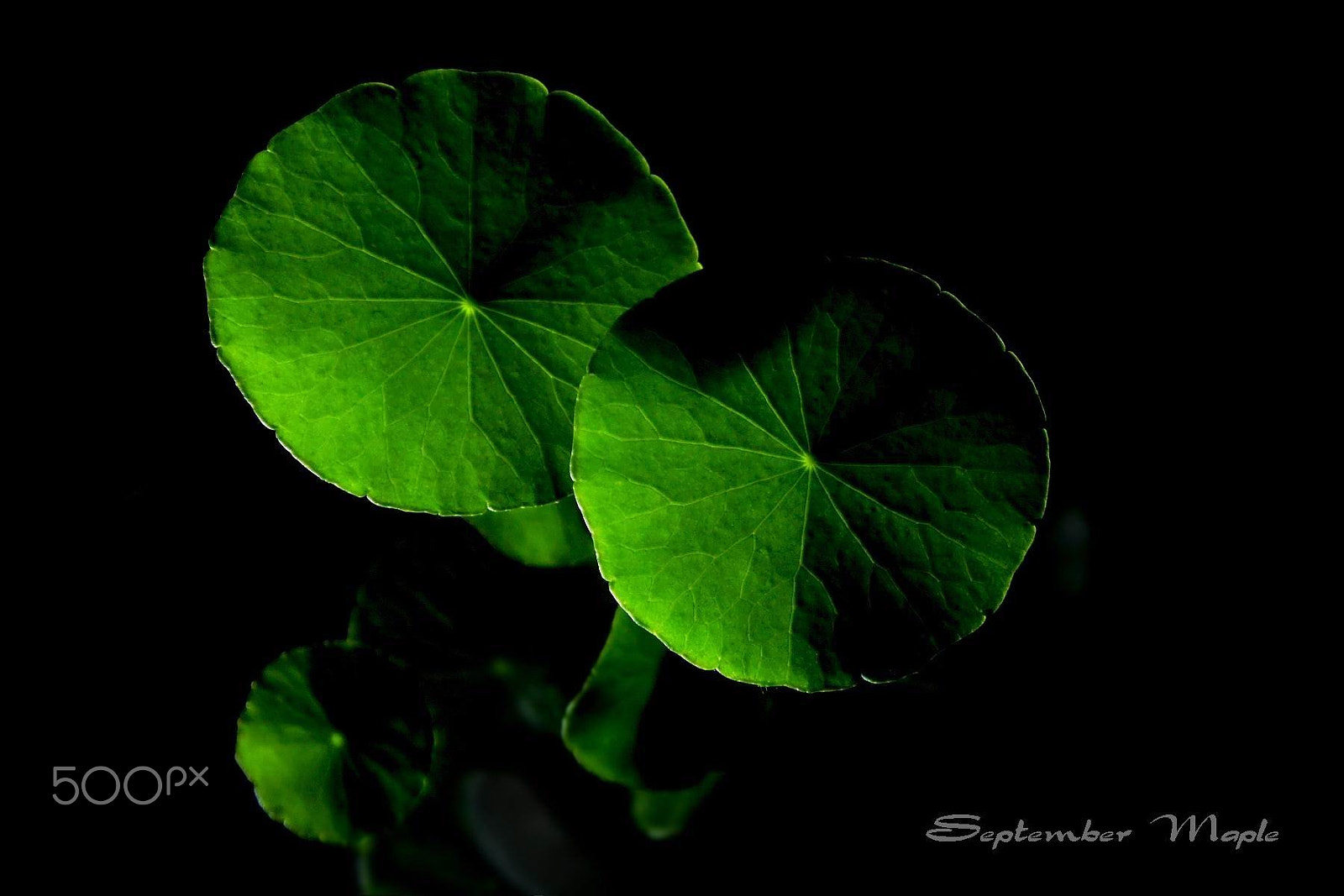 Sony NEX-5C sample photo. 灯下铜钱草 2 photography