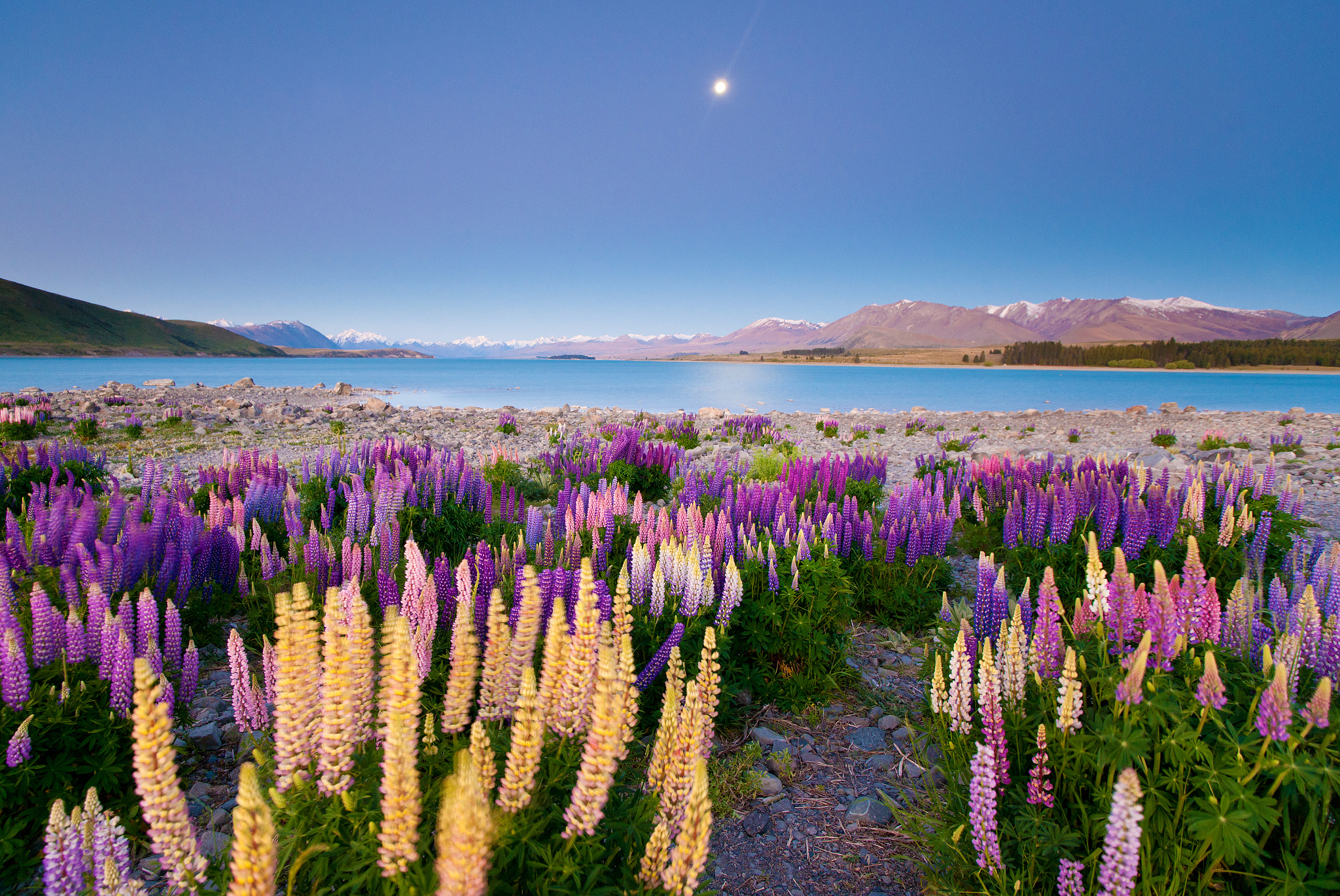 Sony Alpha DSLR-A900 + Sony Vario-Sonnar T* 16-35mm F2.8 ZA SSM sample photo. Wild lupin blanket photography