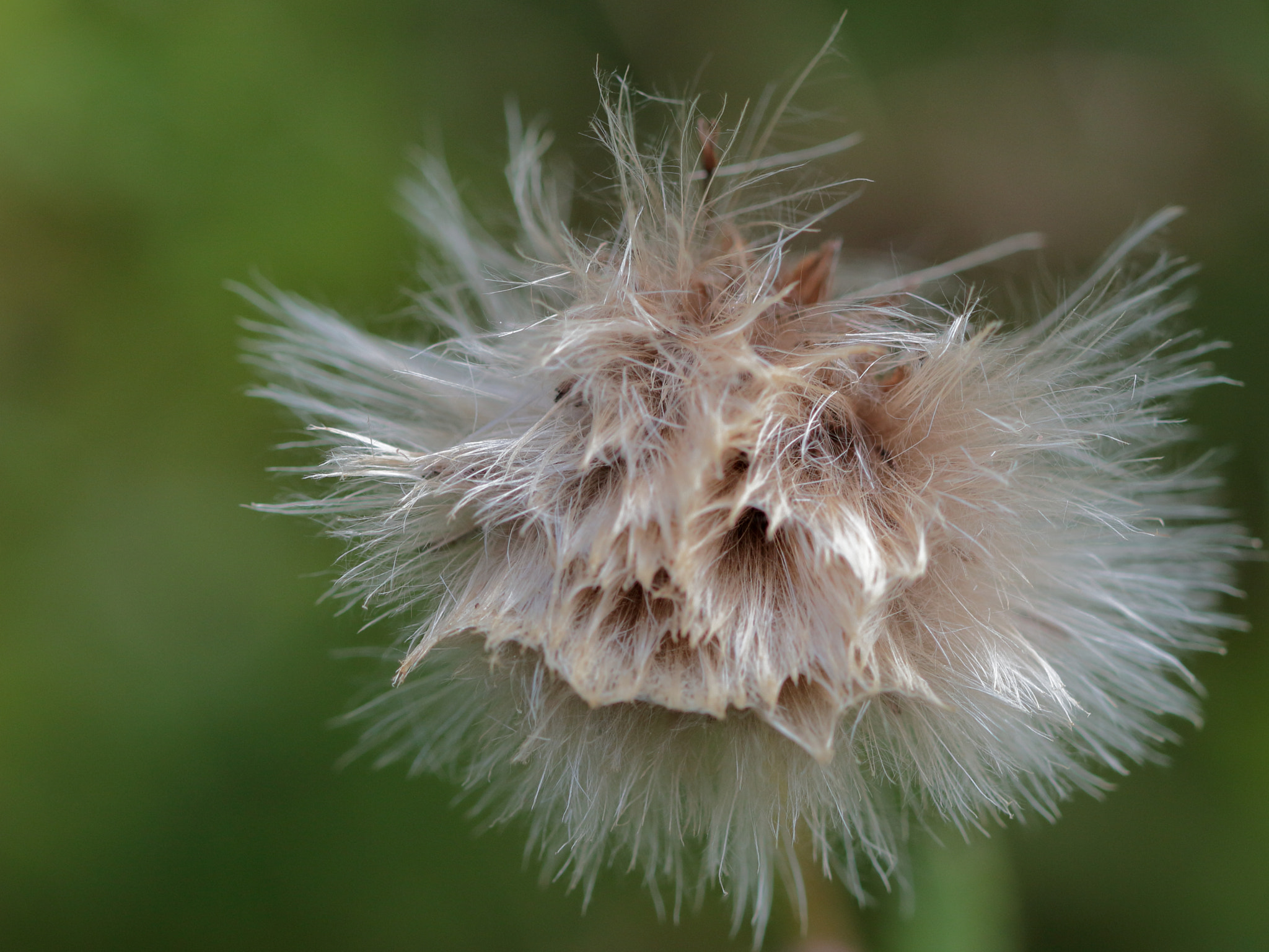 Canon EF 100mm F2.8 Macro USM sample photo. Thistle fluff photography