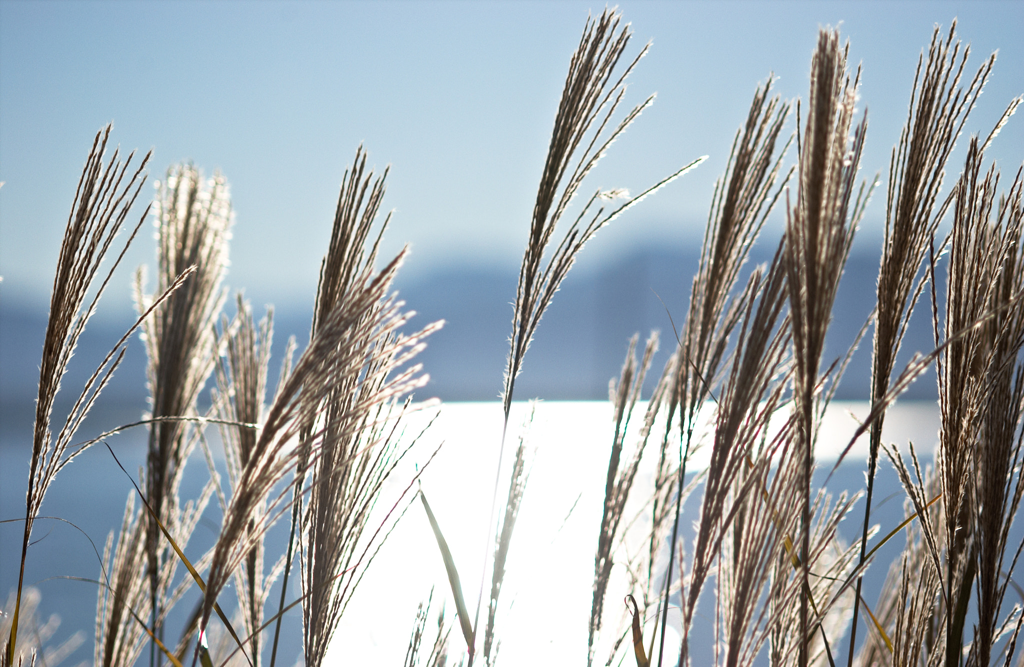 Nikon D1X sample photo. Looking through photography