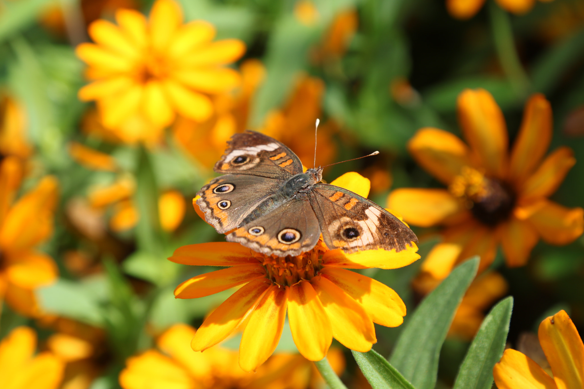 Canon EOS 760D (EOS Rebel T6s / EOS 8000D) sample photo. Early fall photography