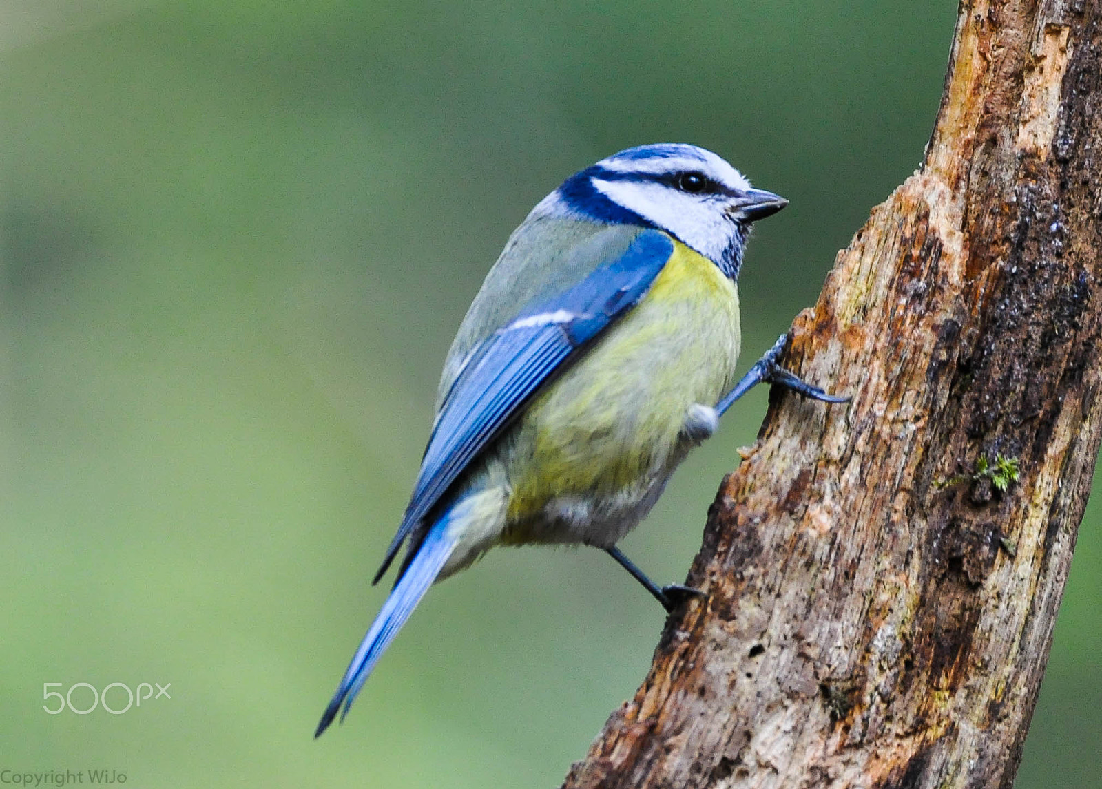 Sigma 150-600mm F5-6.3 DG OS HSM | C sample photo. Pimpelmees / european blue tit photography