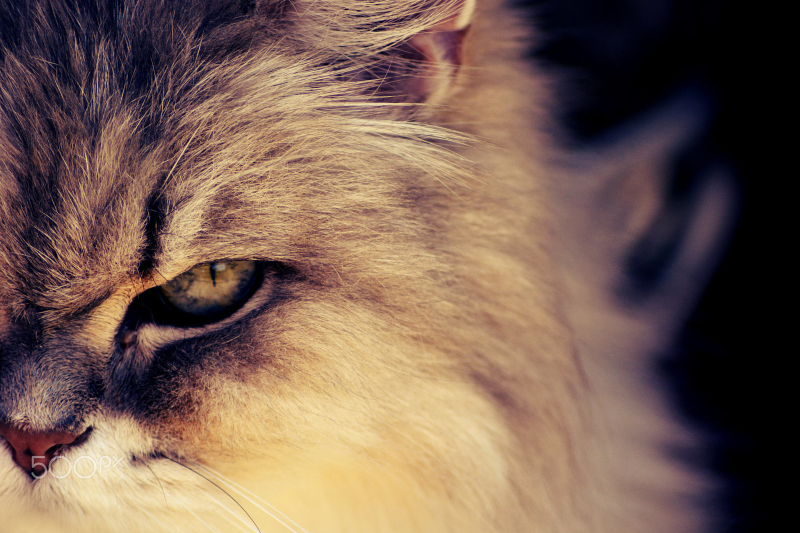 Nikon AF Nikkor 70-300mm F4-5.6G sample photo. The cat vol.2 photography