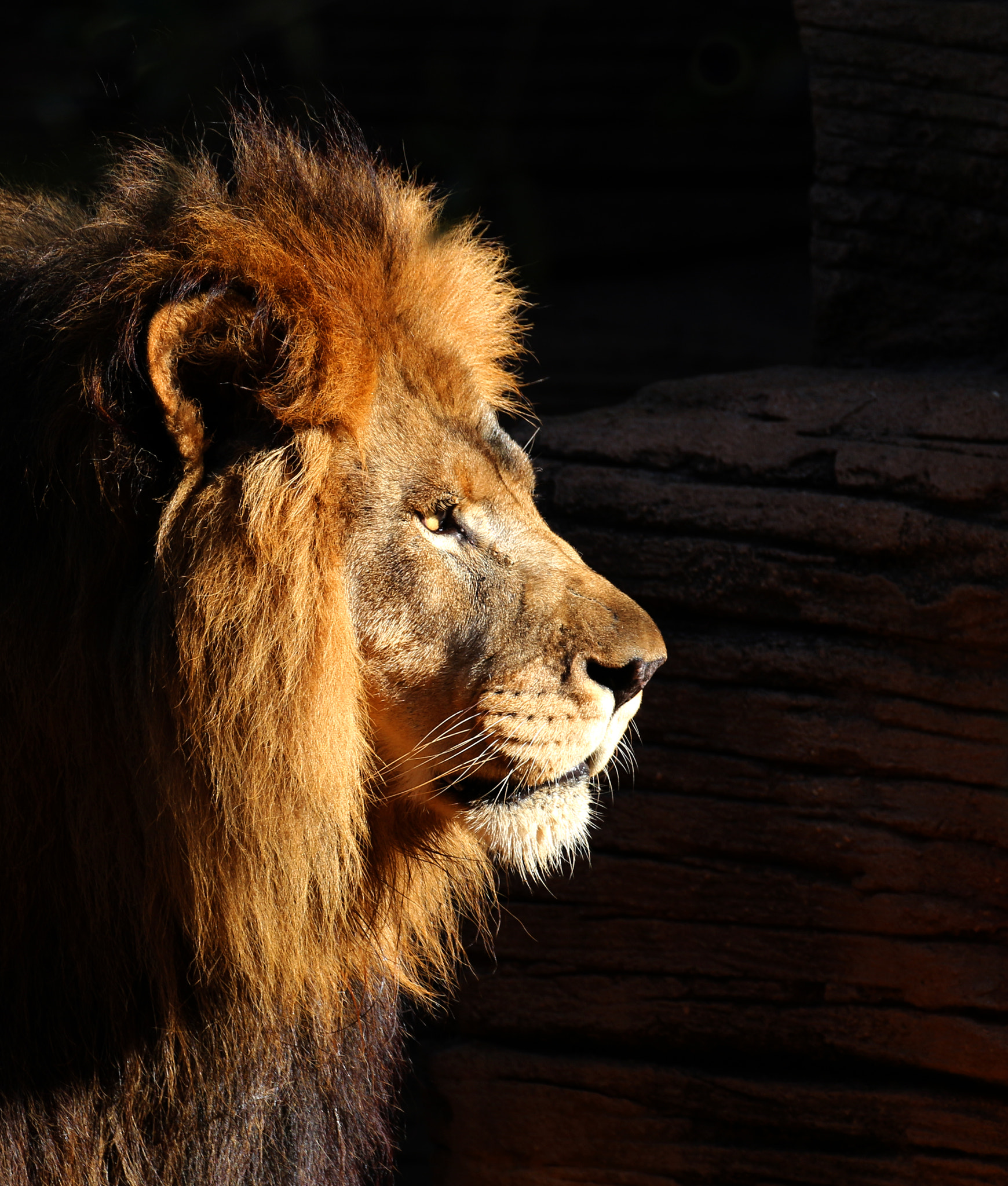 Canon EOS 700D (EOS Rebel T5i / EOS Kiss X7i) sample photo. Leo, rex de superbia. photography