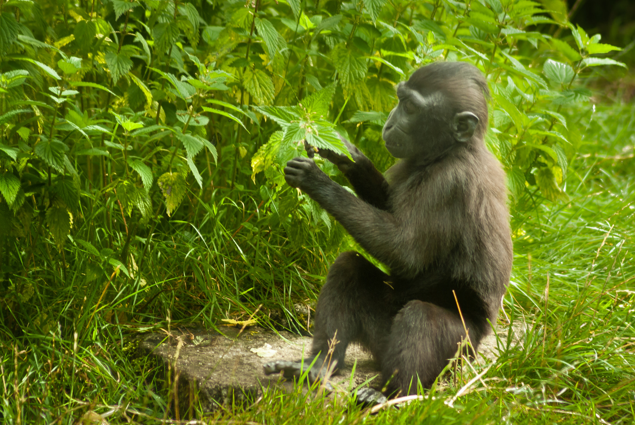 Pentax K10D sample photo. Young crested macaque studies a plant photography