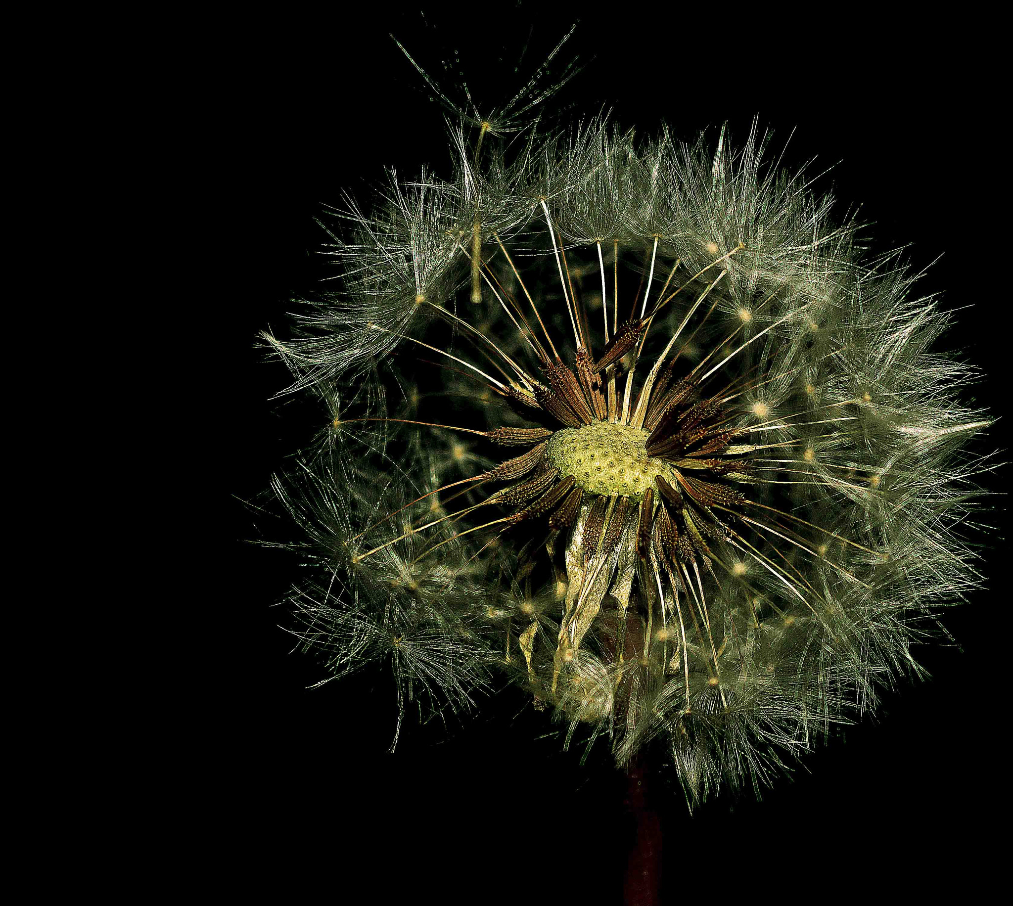 Nikon AF DX Fisheye-Nikkor 10.5mm F2.8G ED sample photo. Seed photography