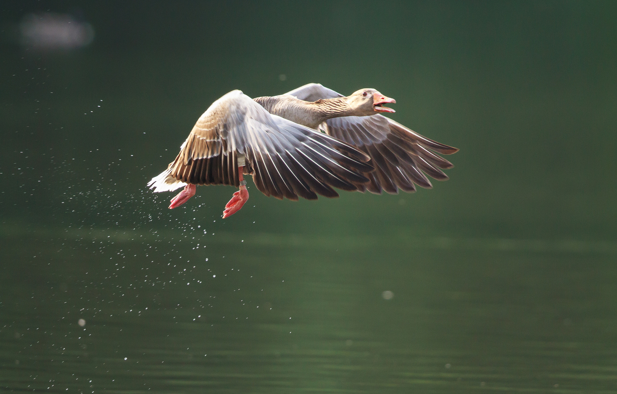 Canon EOS 7D + Canon EF 500mm F4L IS II USM sample photo. Greylag goose taking off photography
