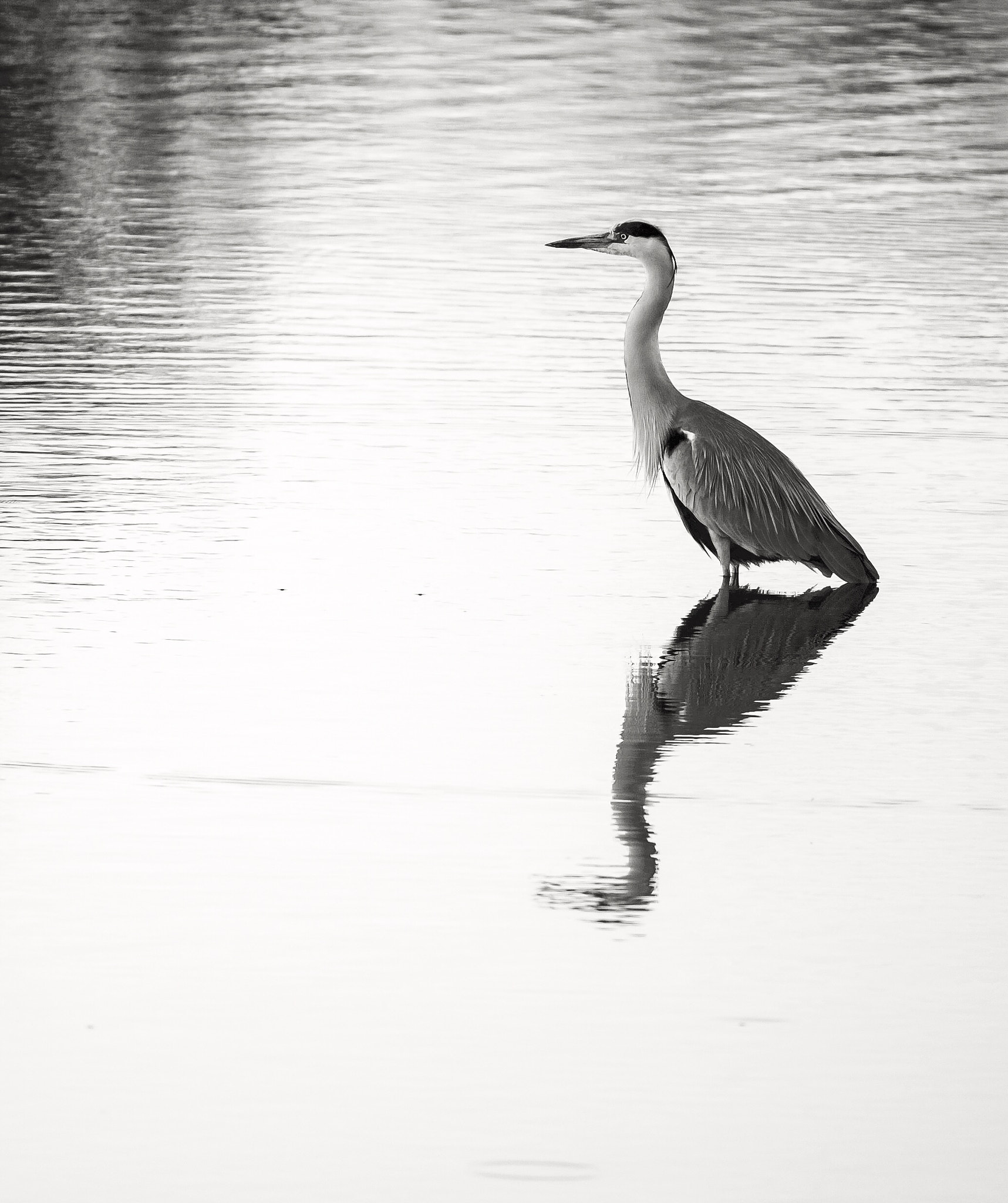Canon EF 200-400mm F4L IS USM Extender 1.4x sample photo. Heron photographed in ngala private game reserve photography