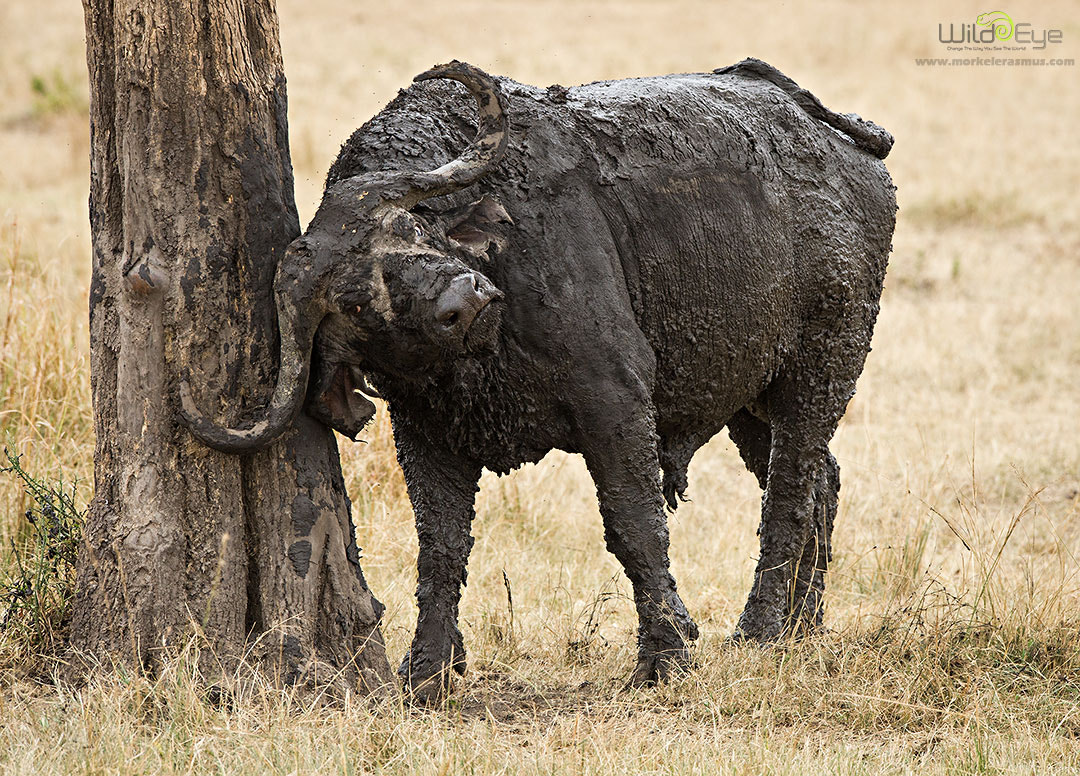 Nikon AF-S Nikkor 400mm F2.8G ED VR II sample photo. The scratcher photography