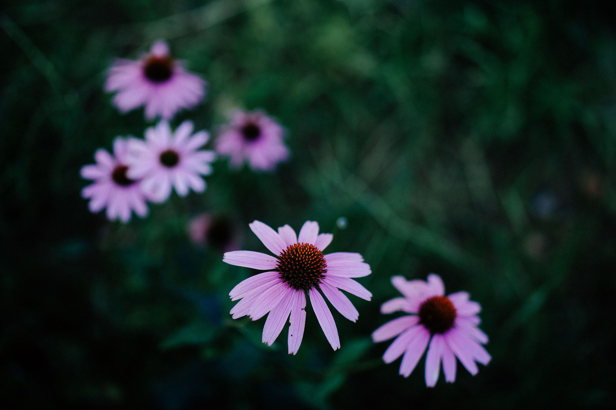 Tamron SP 45mm F1.8 Di VC USD sample photo. Flowers photography