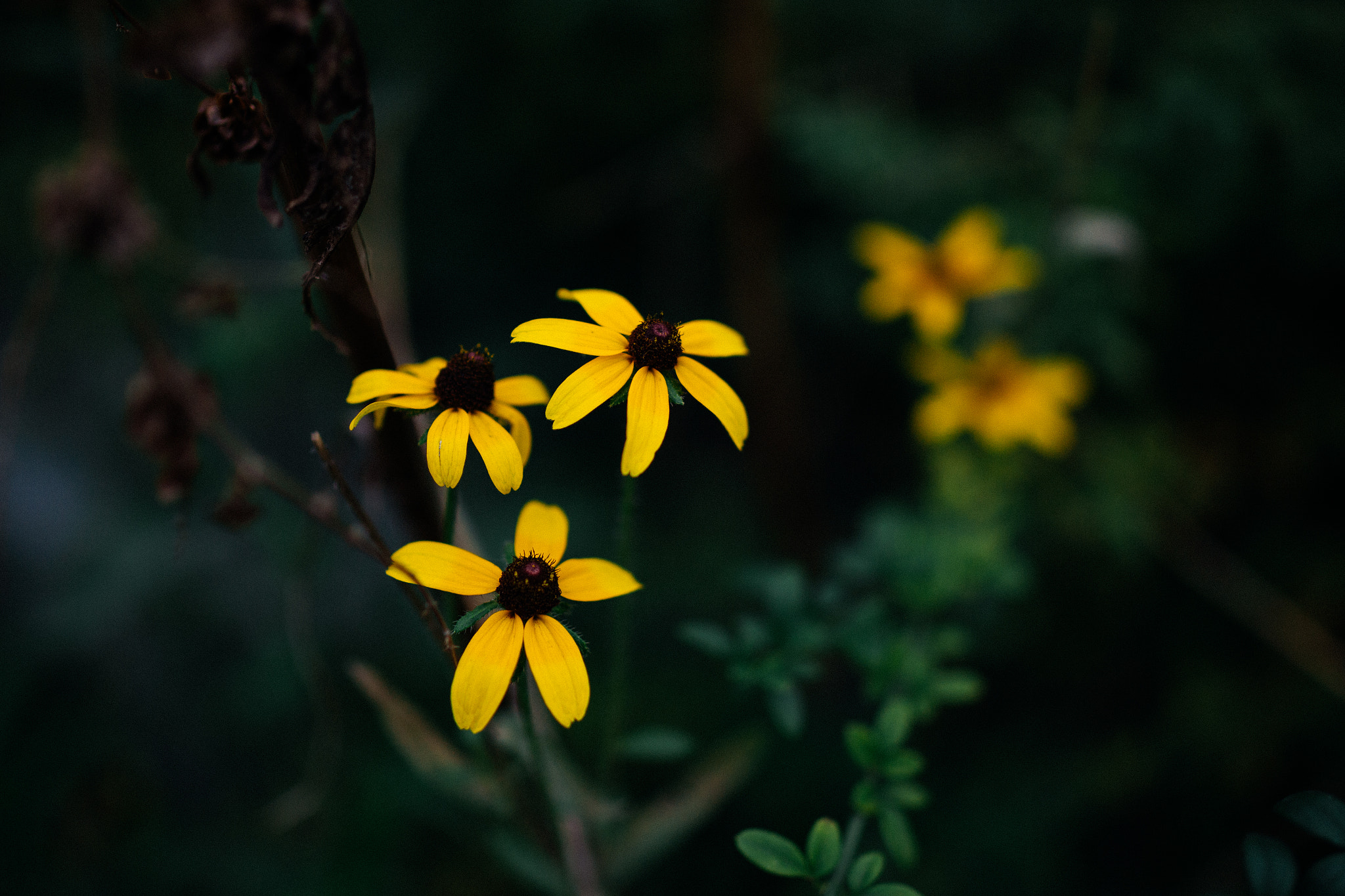 Tamron SP 45mm F1.8 Di VC USD sample photo. Flowers photography