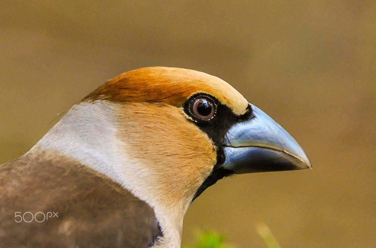 Sigma 150-600mm F5-6.3 DG OS HSM | C sample photo. Appelvink / hawfinch photography