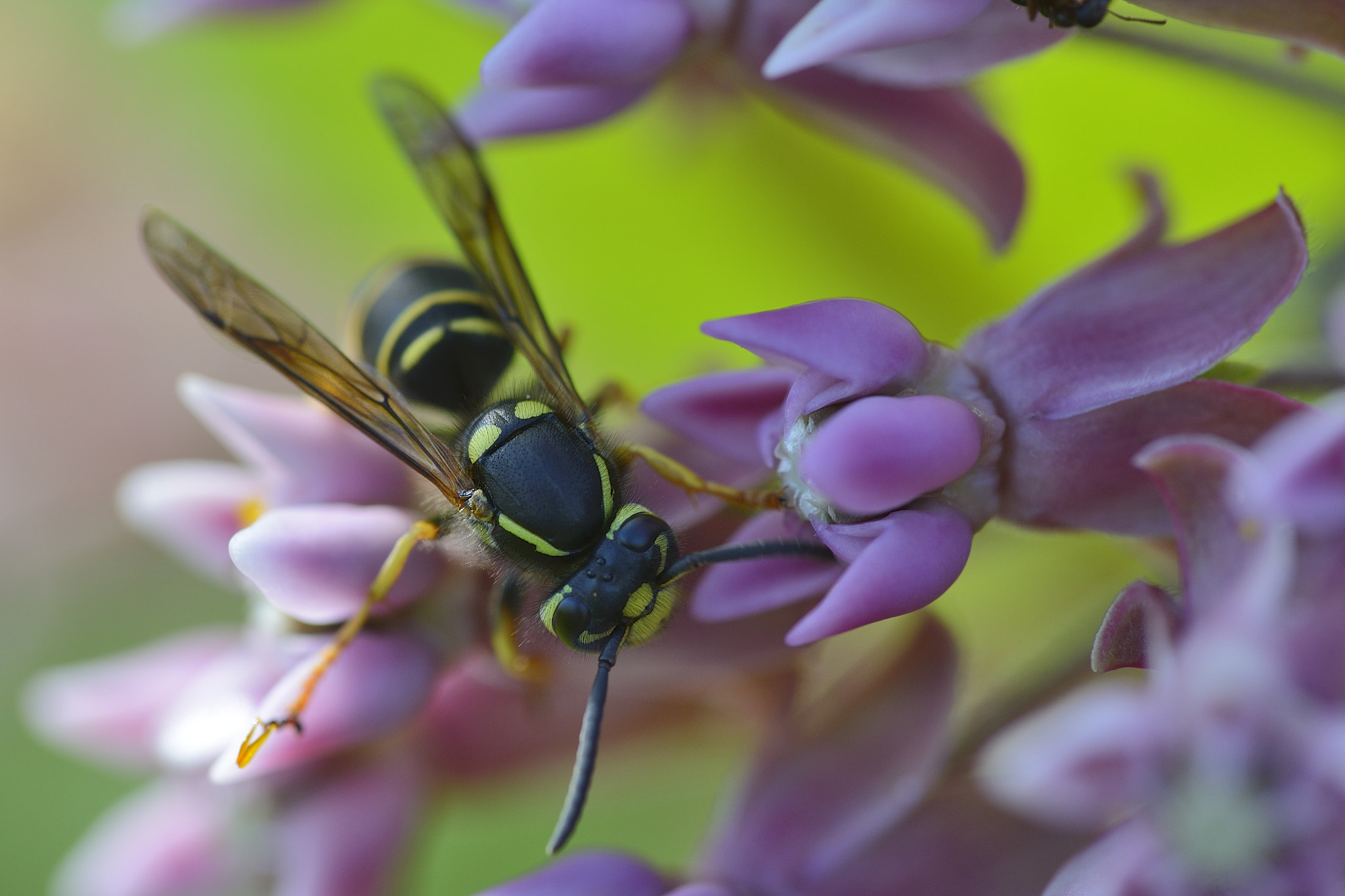 Nikon AF Micro-Nikkor 200mm F4D ED-IF sample photo. Insecte, insect, guêpe, wasp. photography
