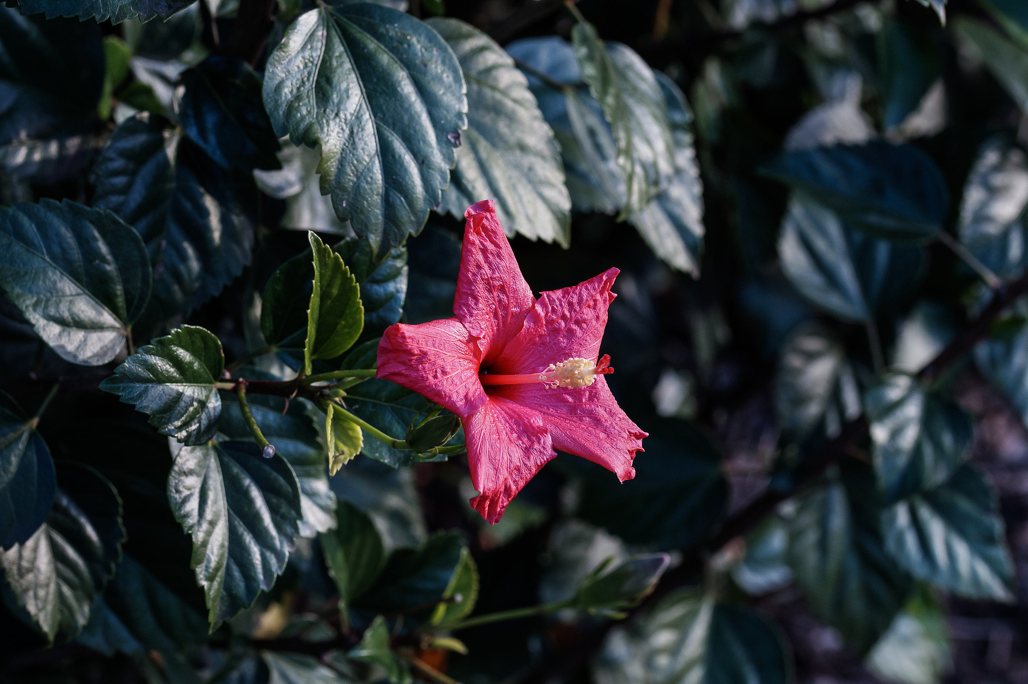 Sony SLT-A58 + 105mm F2.8 sample photo. Abg_20160821 photography
